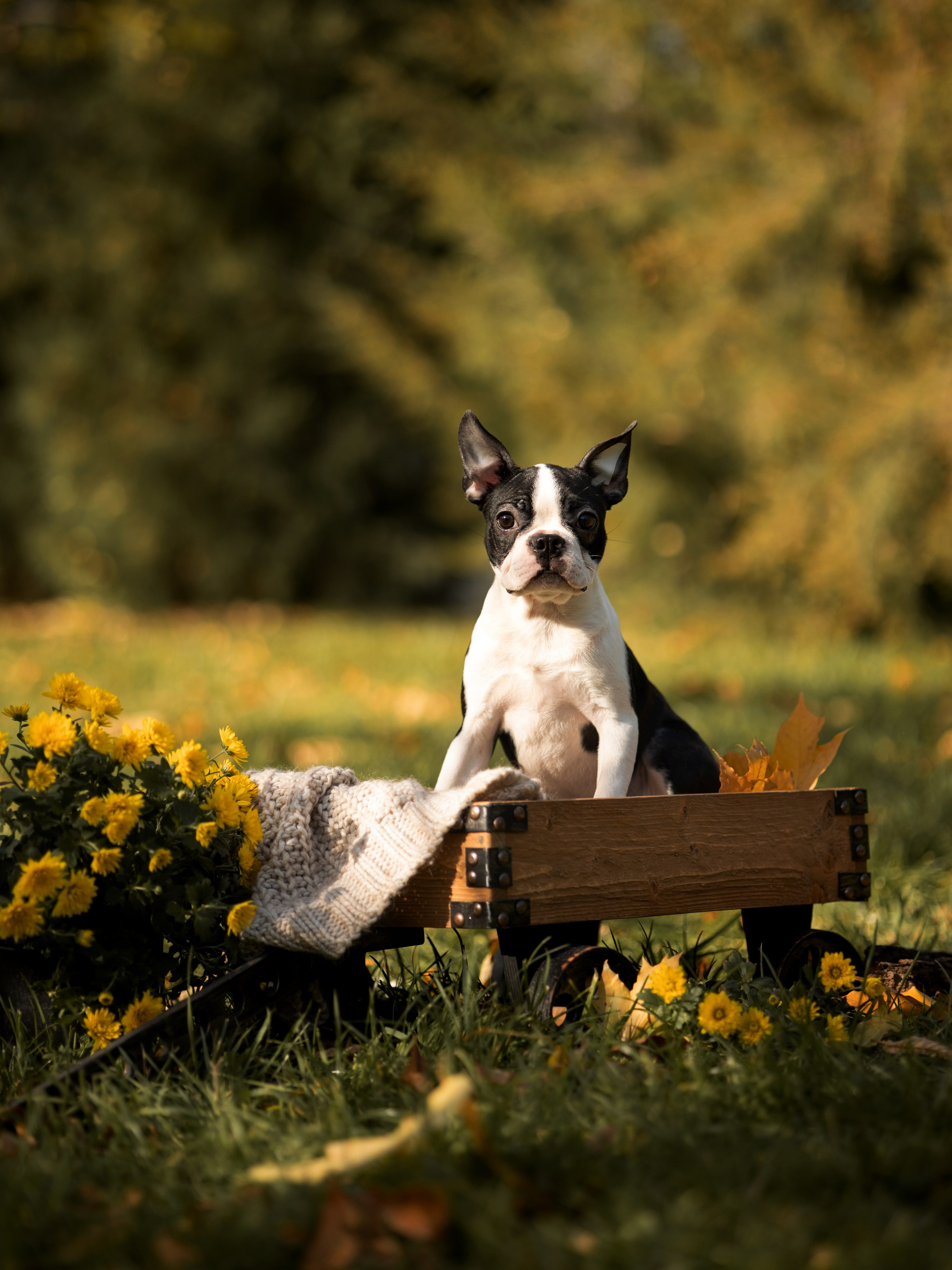 Щенки бостики. Главная
