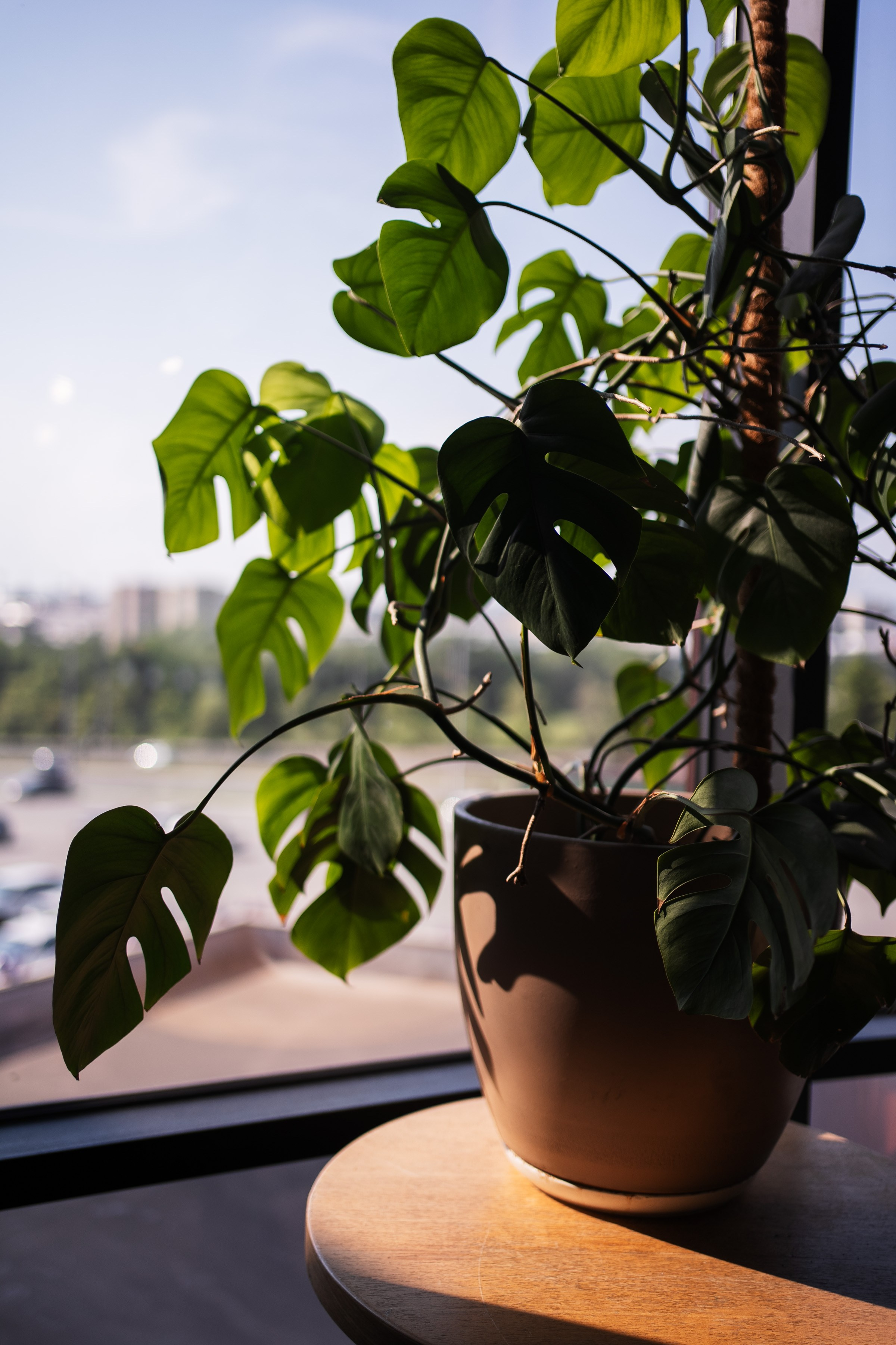 День рождения ресторана «Хочу Пури». Фотограф на любое событие в Кемерово