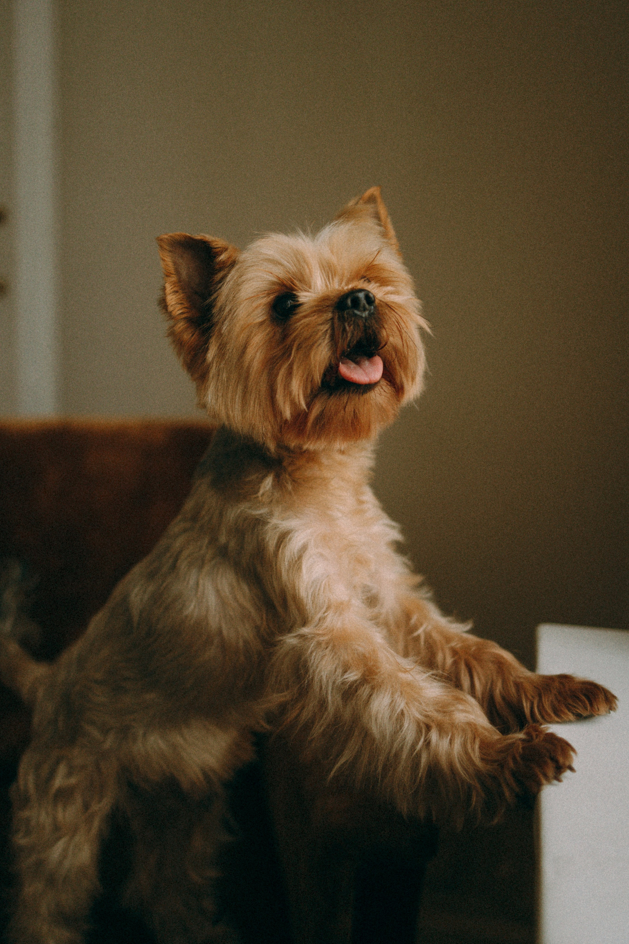 Ричард и Ксюша. Фотограф анималист Анастасия Пикей