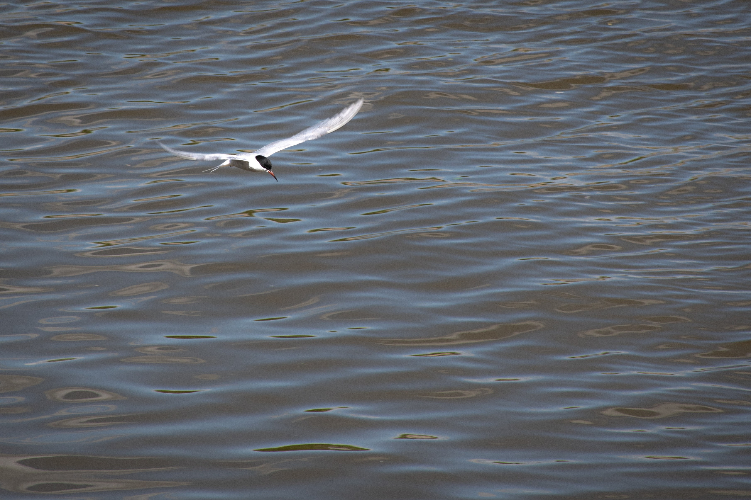 20210525_City. Дмитрий Ремизов. Фотография, как хобби