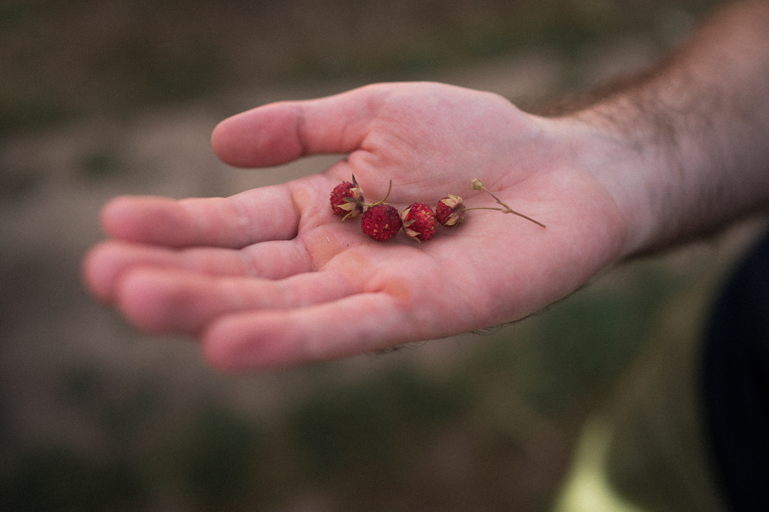 Majstore. Kartascheff
