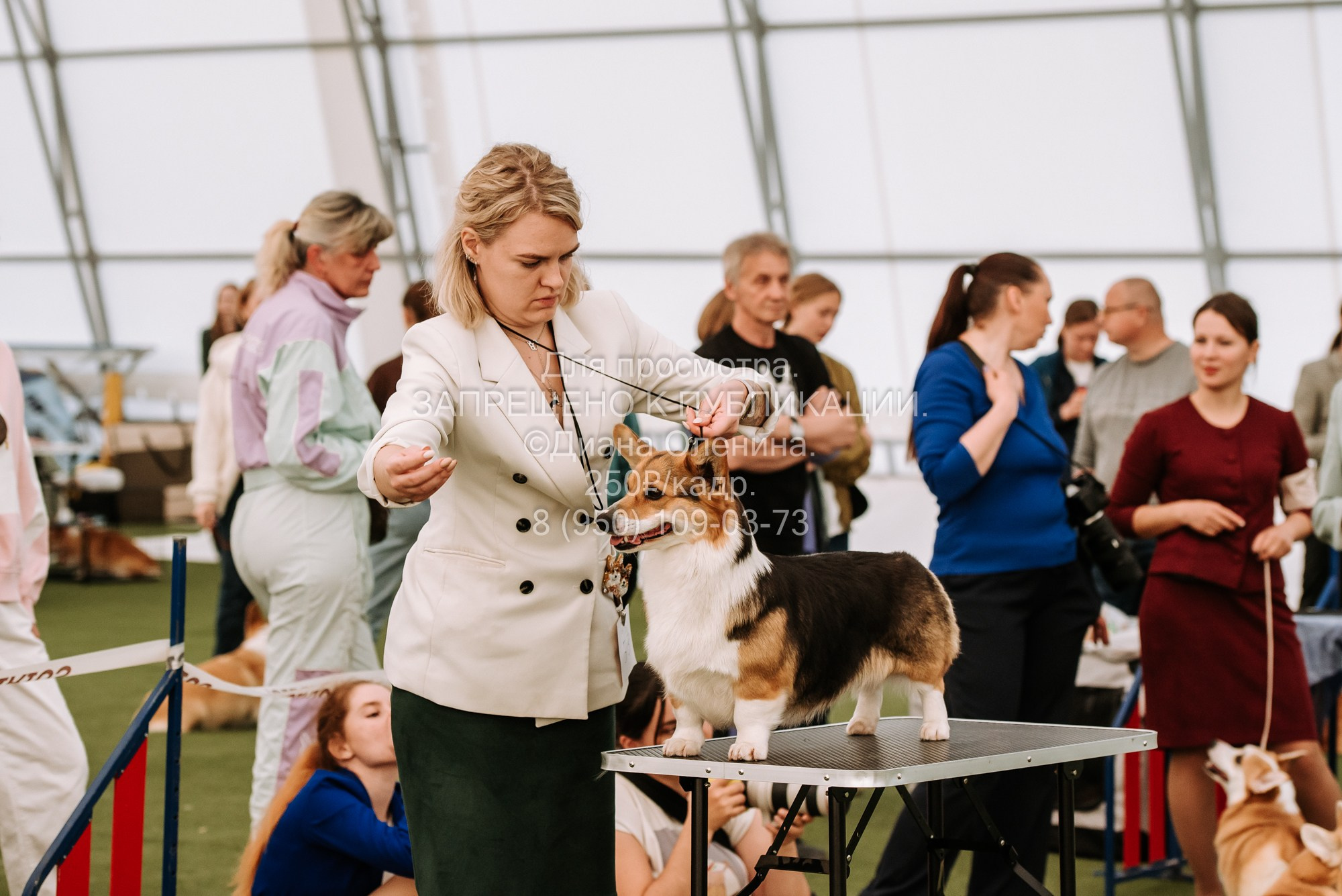 Выставка собак Красноярск 2.06. Фотограф Диана Оленина Красноярск / Братск