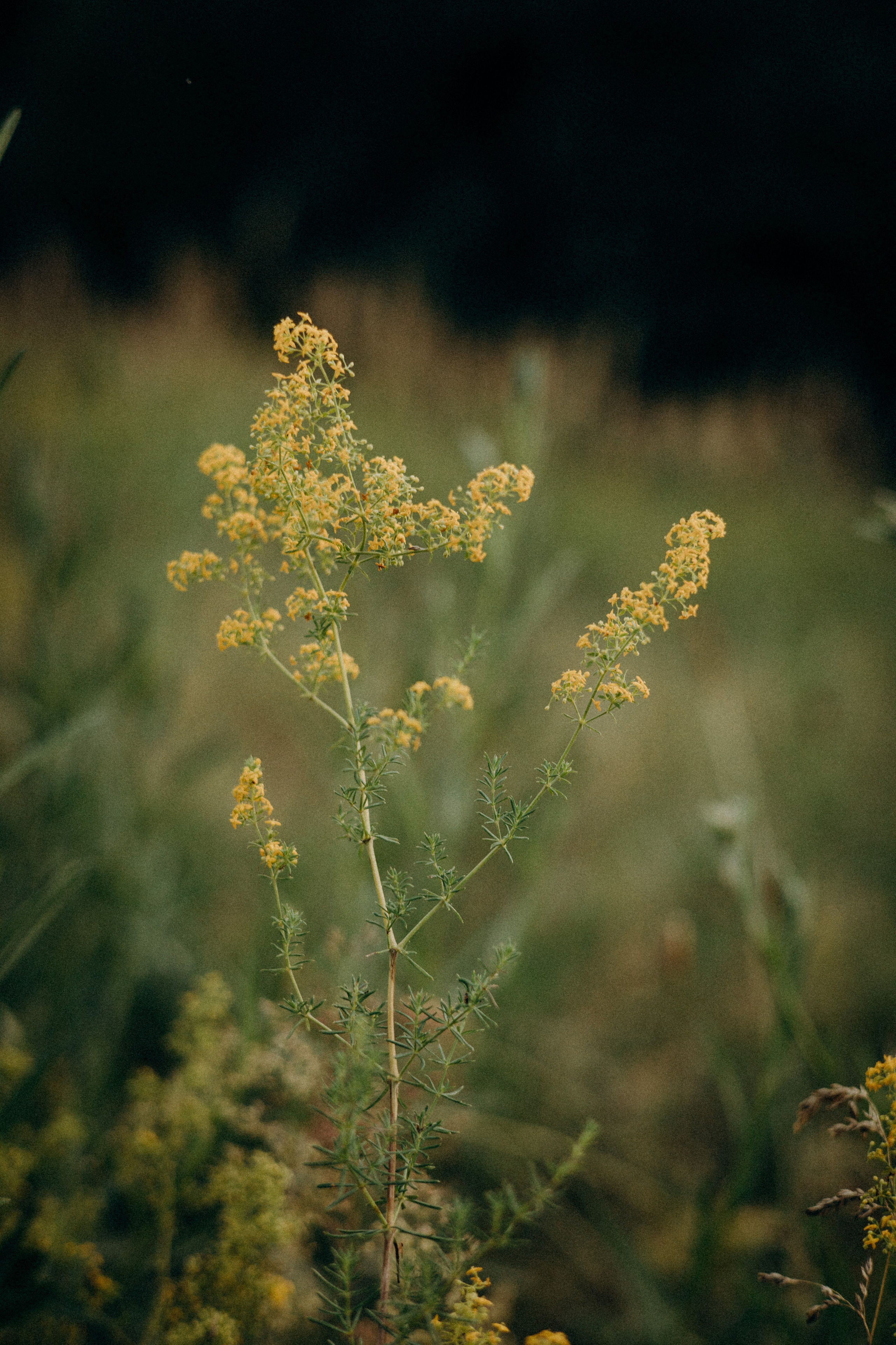 Маша, Антон, Варя, Фея и Вера. Портретный и семейный фотограф в Воронеже Ксения Ремизова