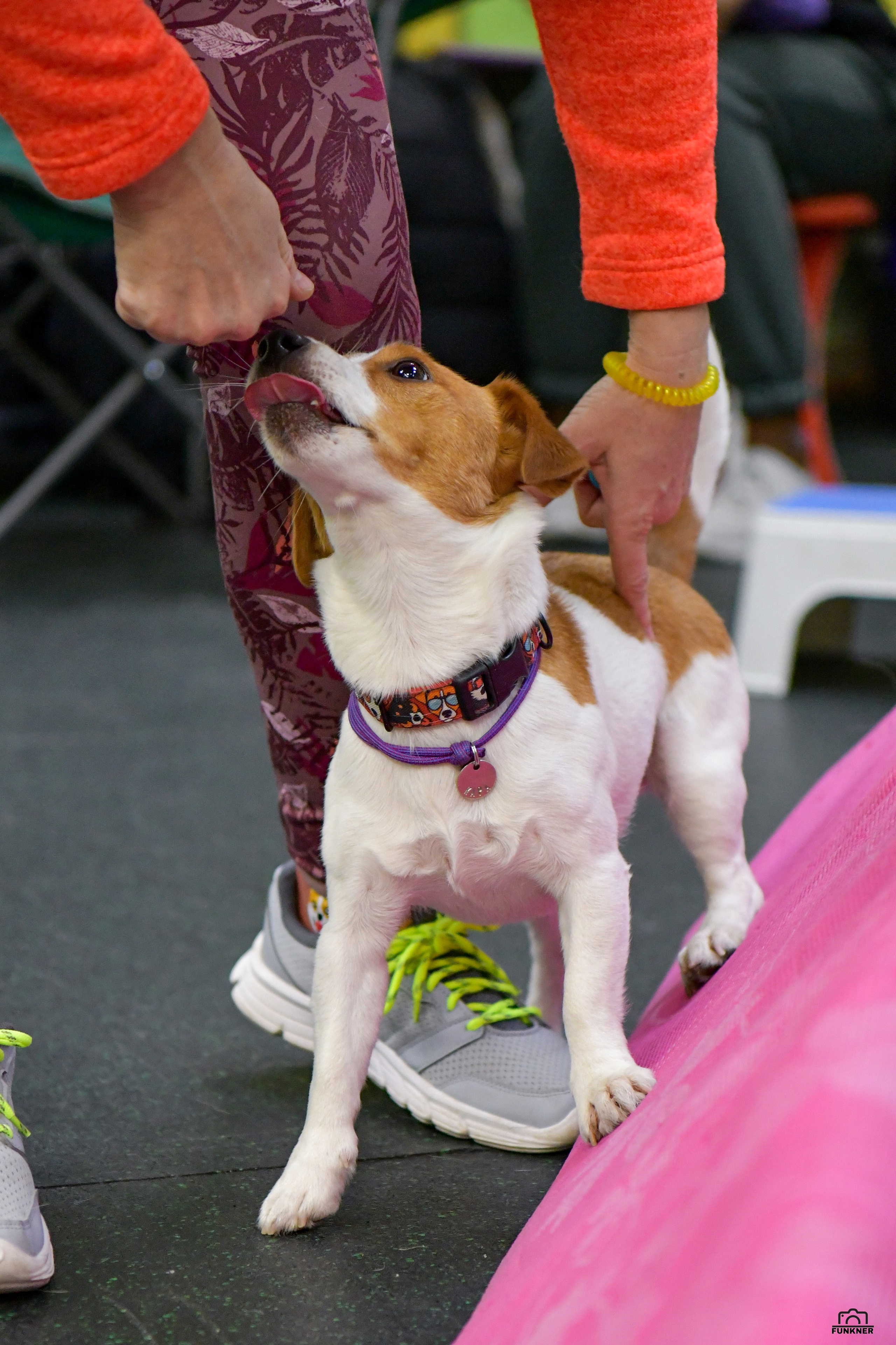 Кинологический клуб «Бодрый хвост». Свой взгляд через объектив