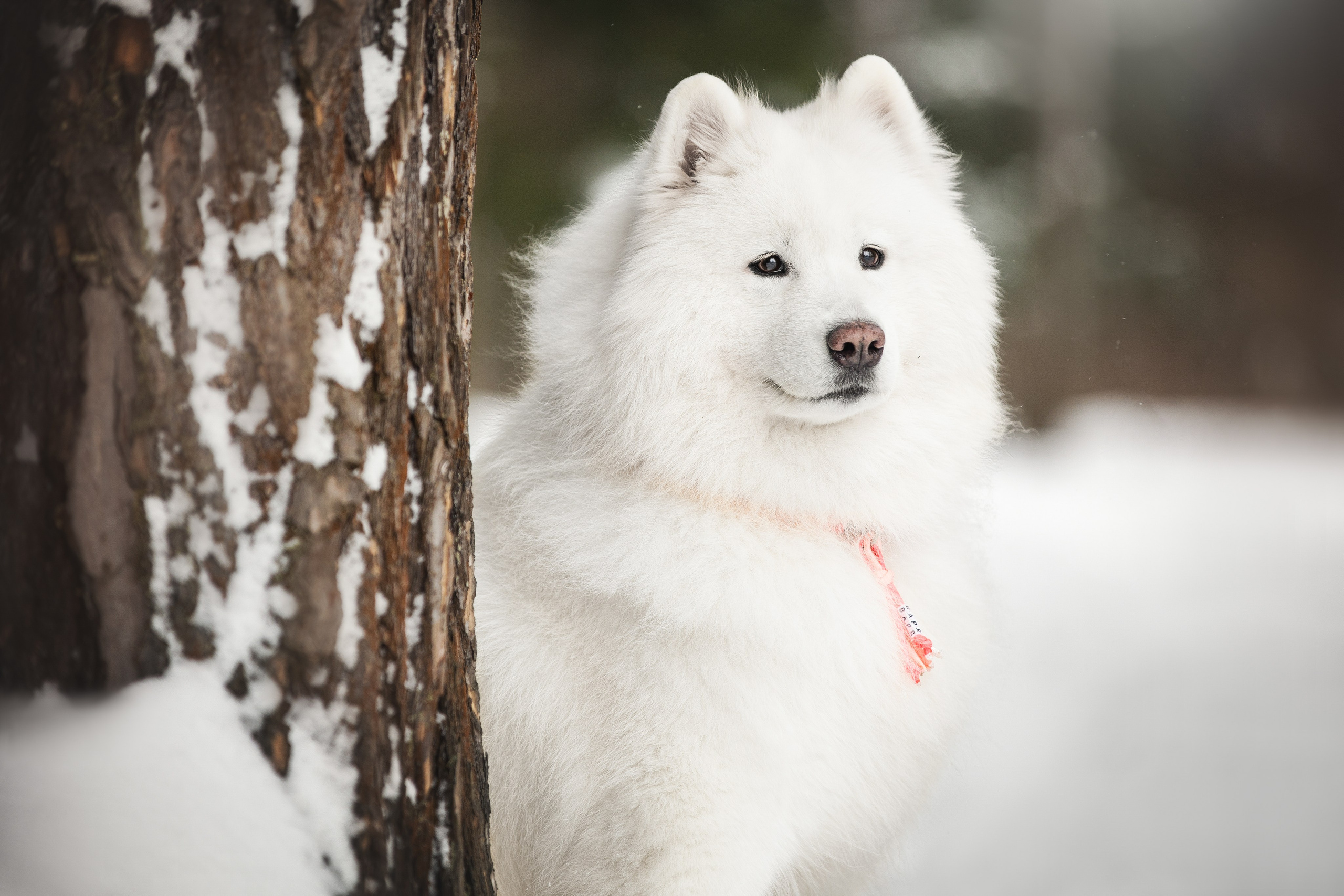 Валя, Варя и Лада. Фотограф анималист в Москве Майорова Евгения