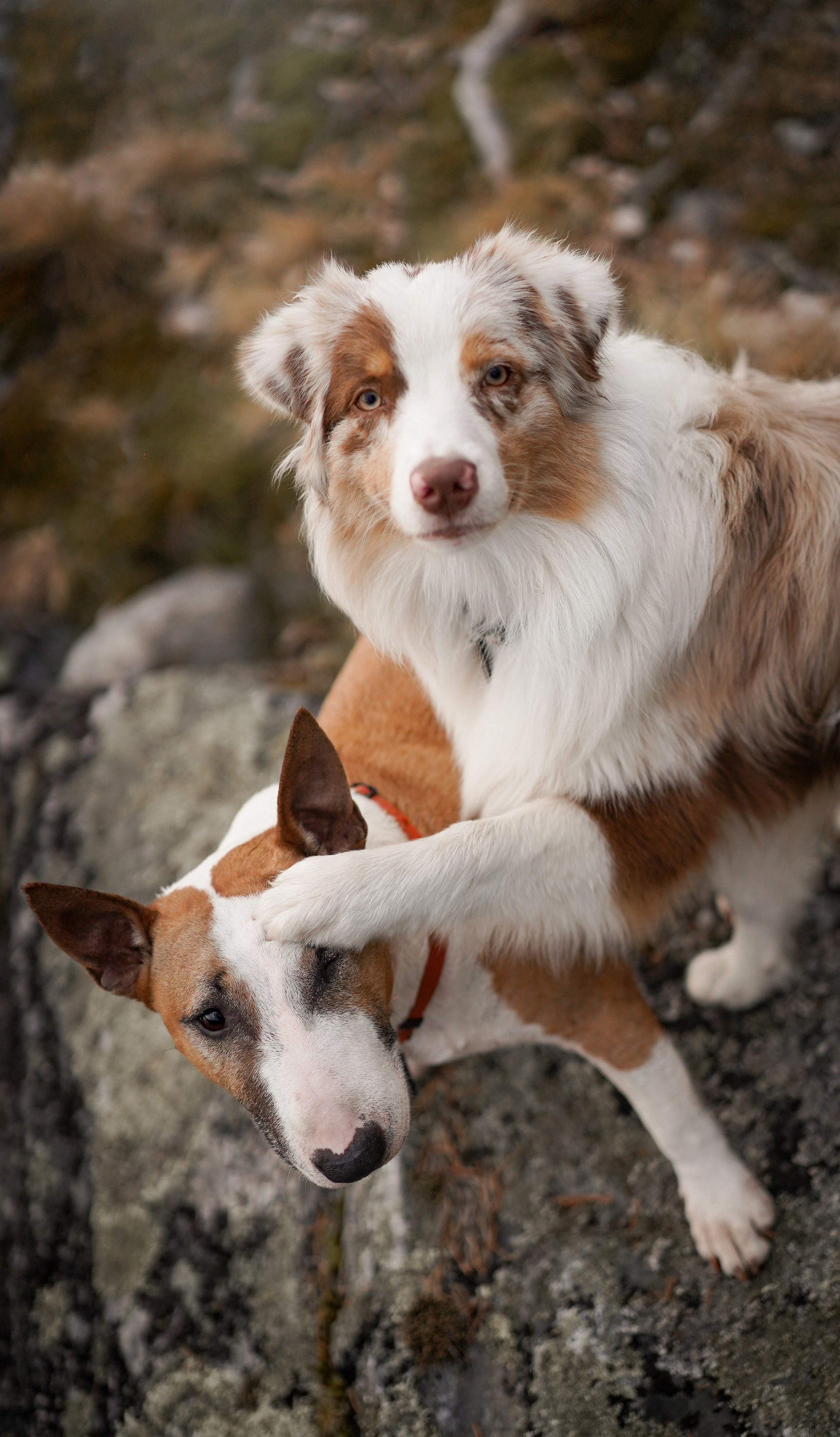 Панда и Юни в Карелии. Фотограф-анималист в Санкт-Петербурге Яна Мартынова