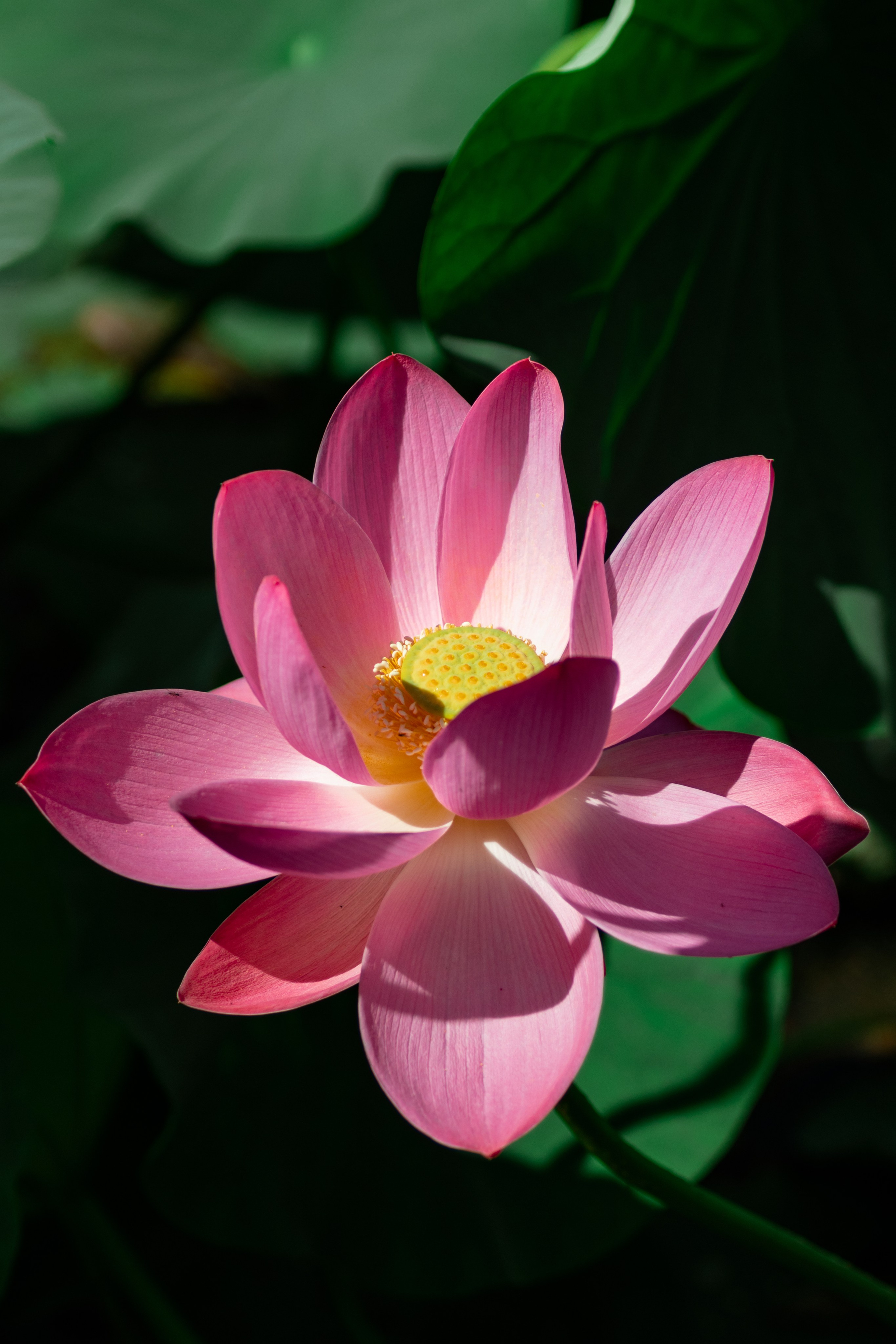 Озеро лотосов. Дальний Восток — природа и достопримечательности