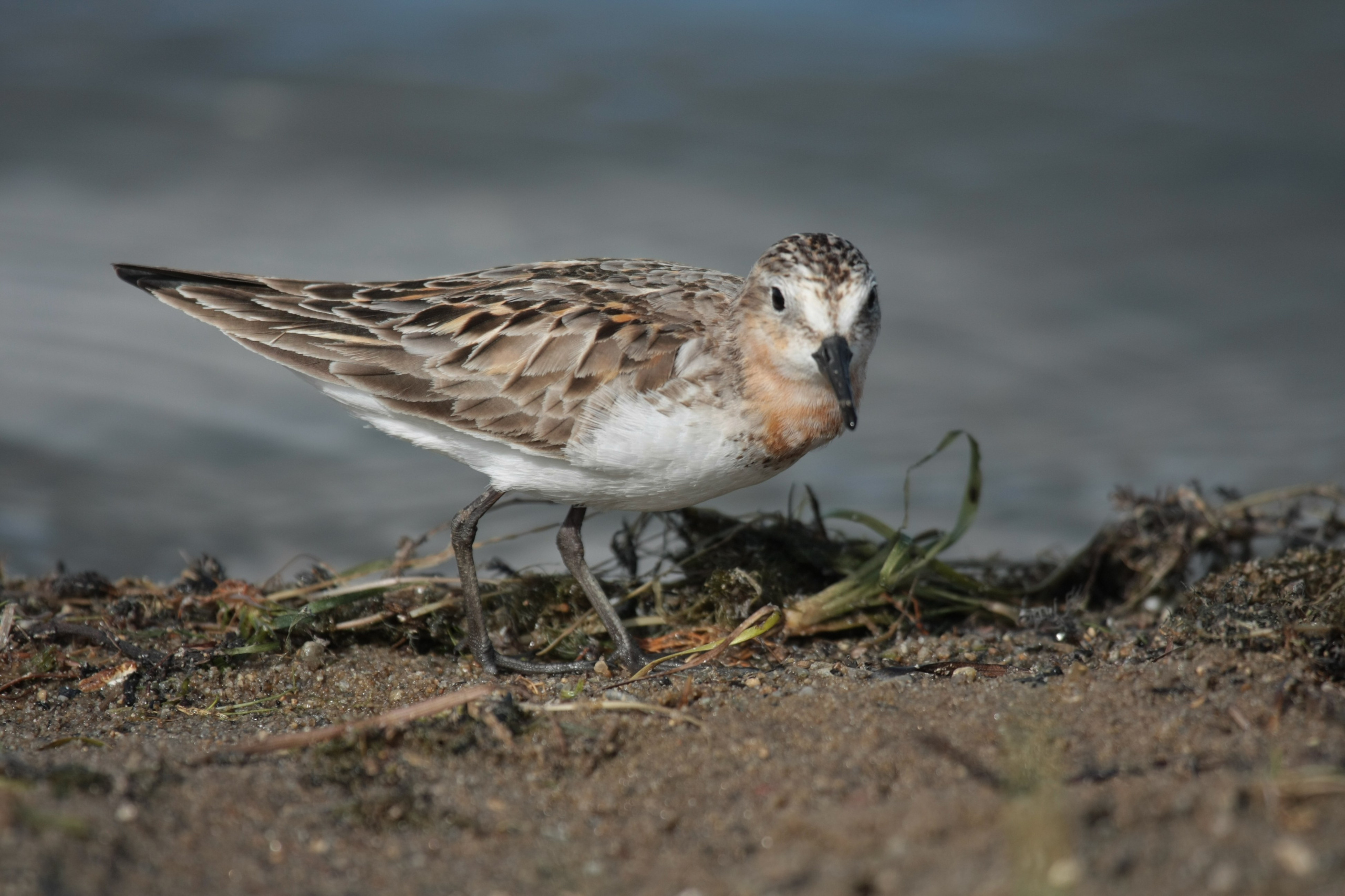 Фото Природы Забайкалья. Студия Максима Белослюдцева