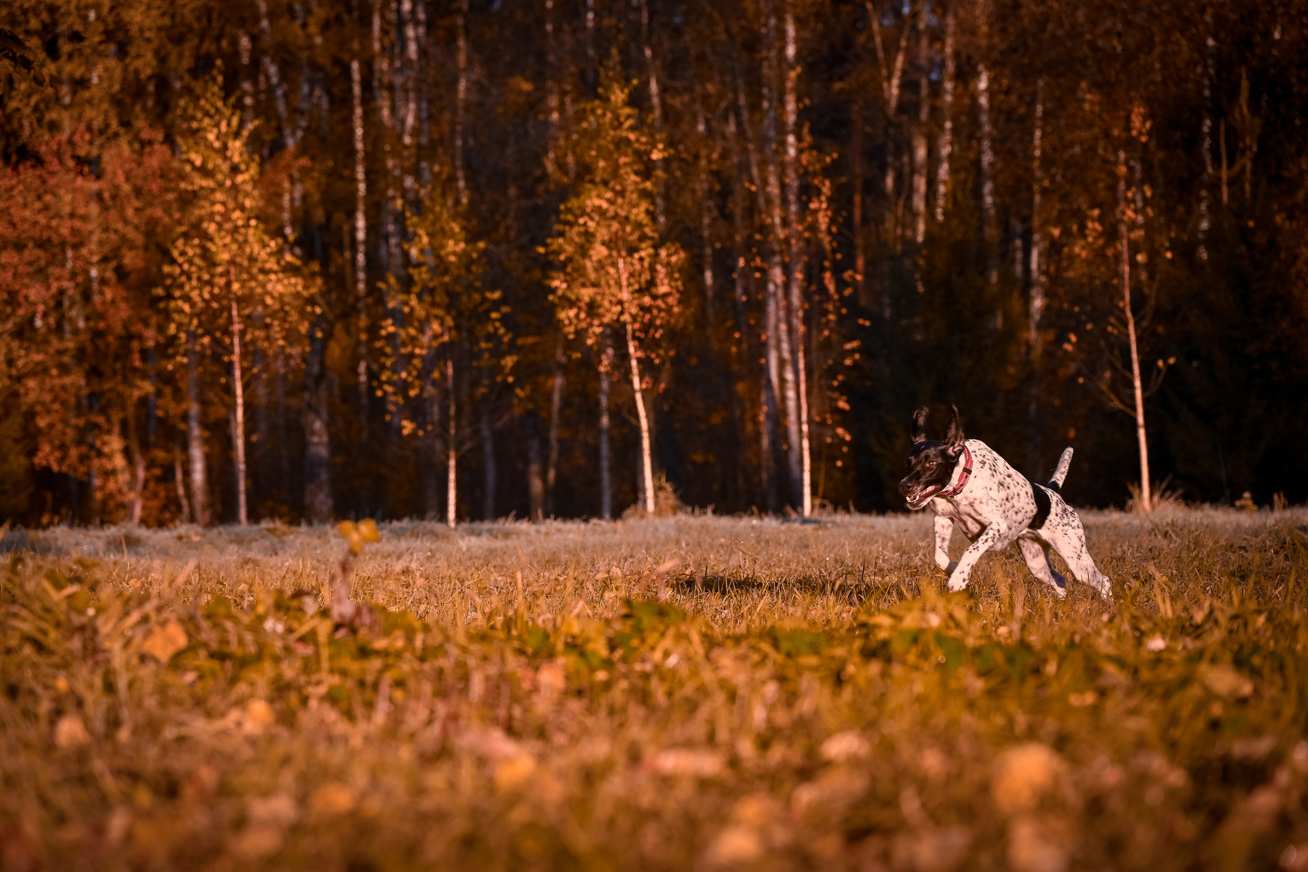 Собаки. Фотограф-анималист в Санкт-Петербурге Анастасия Иванова