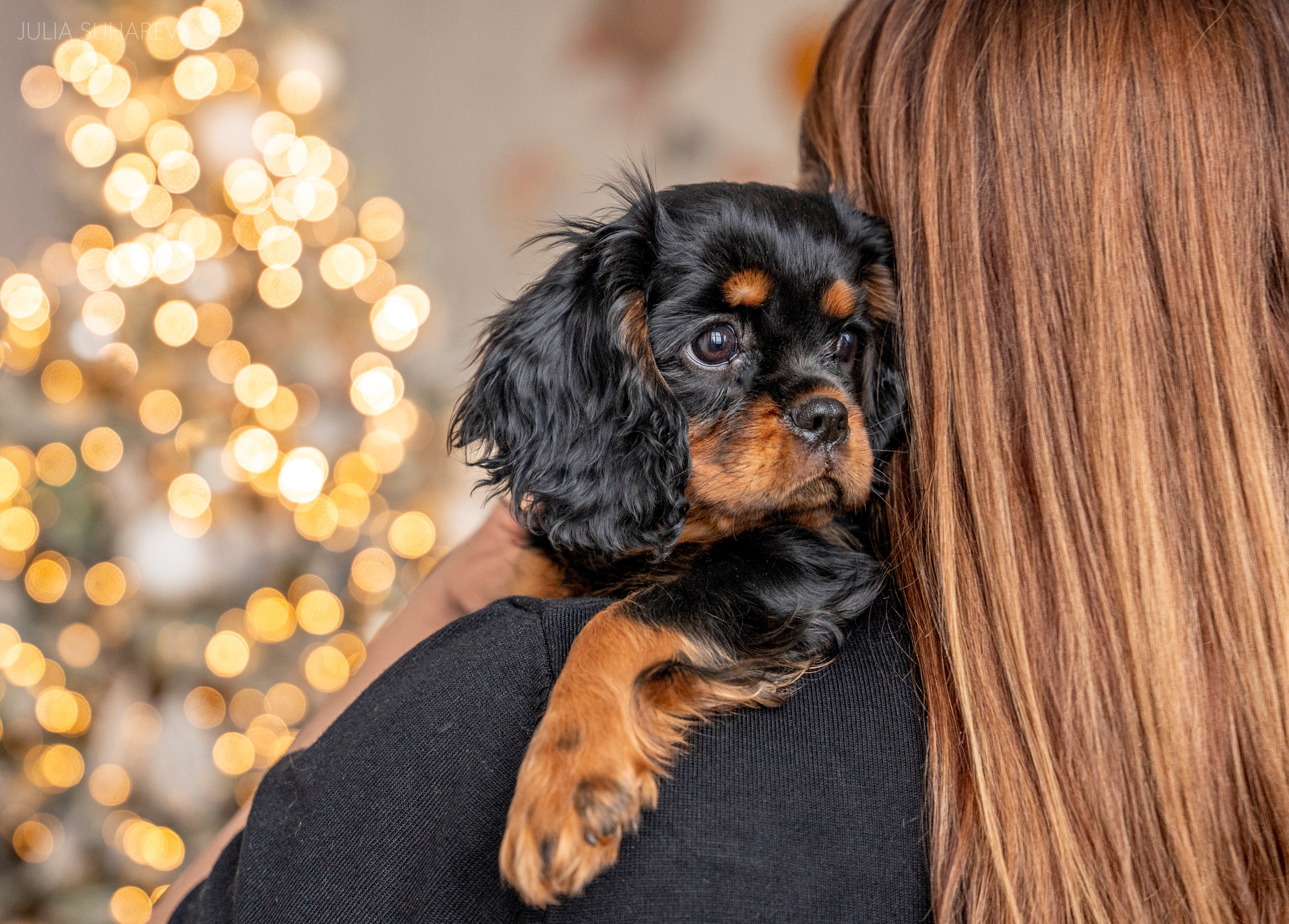 Щенки Кавалер кинг-чарльз-спаниель (Новый год). Главная