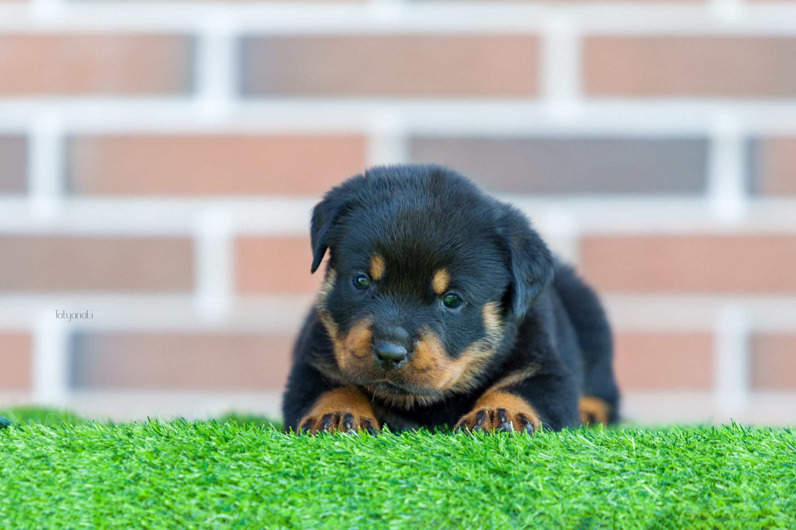 Ротвейлер. Фотограф — анималист Татьяна Ли