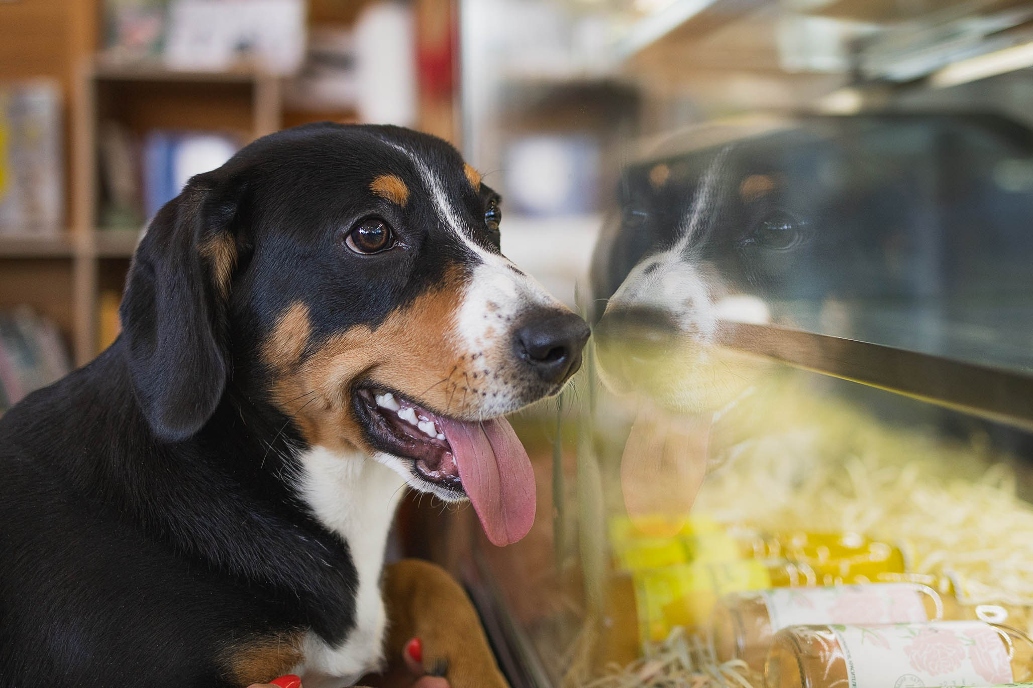 Кафе. Фотограф-анималист Александра Шеремет