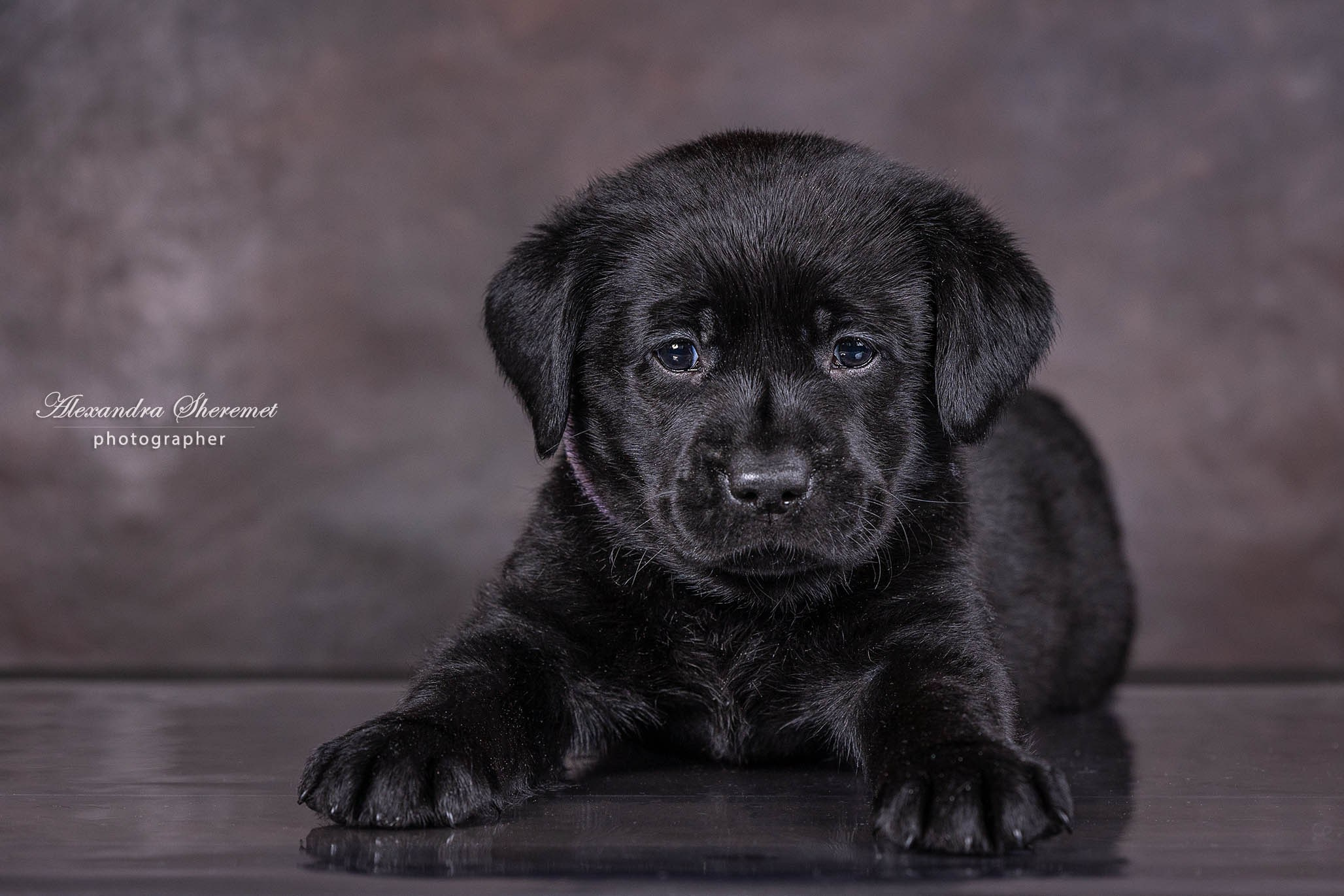 Щенки. Фотограф-анималист Александра Шеремет