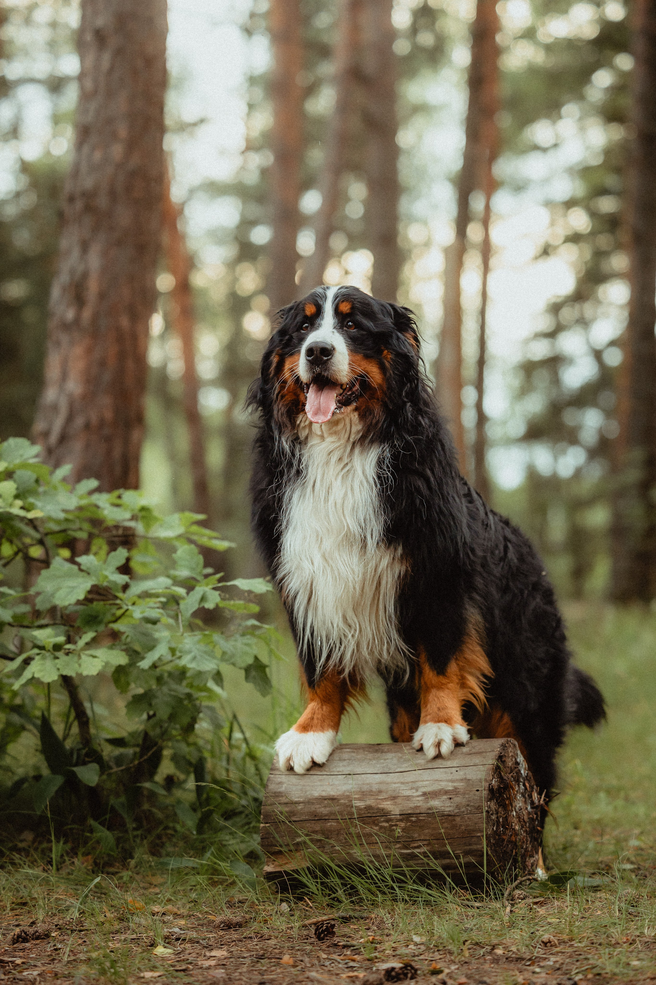 Выездной дог-тренинг от школы «Шерсть имею»