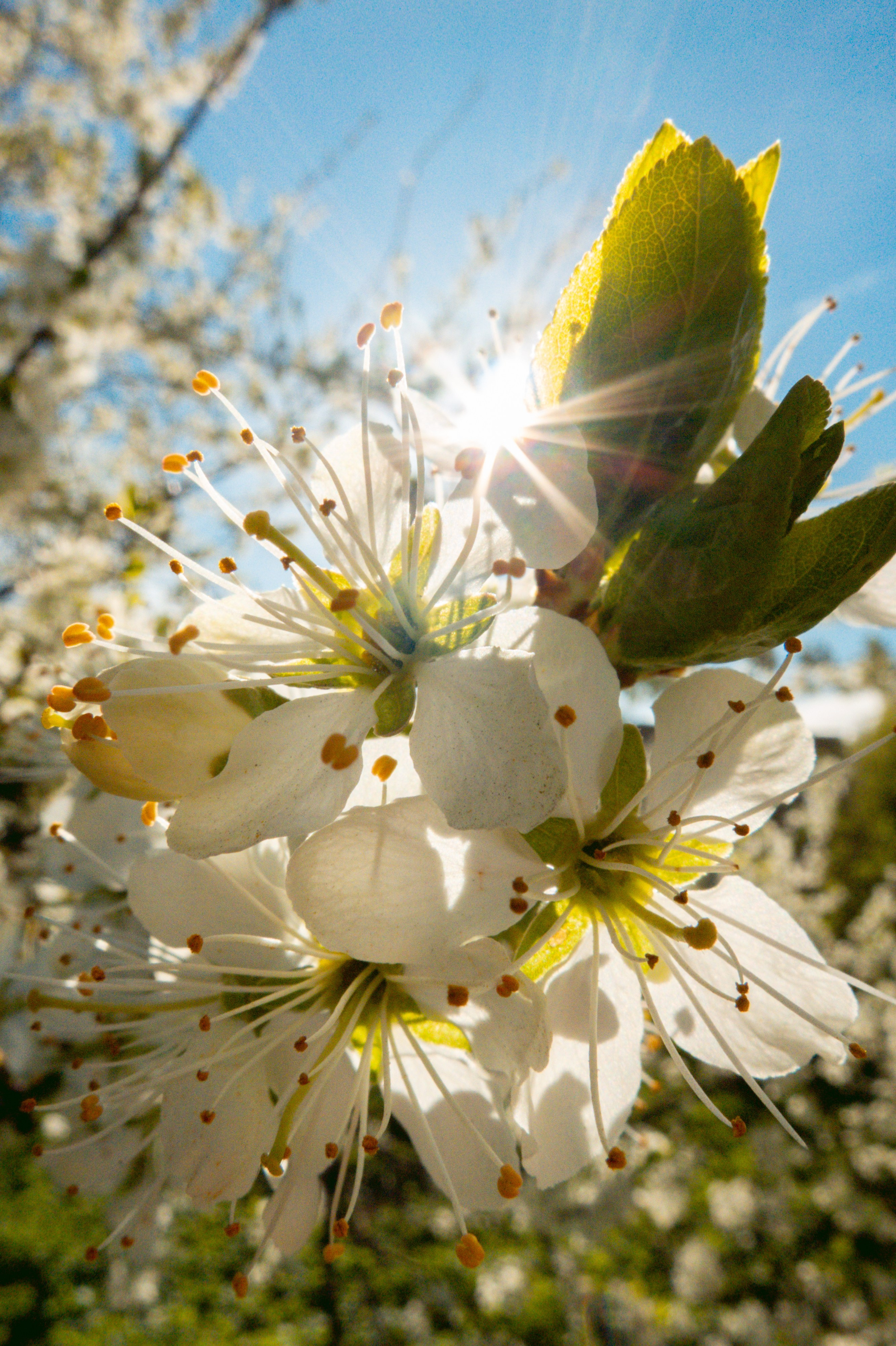 May. Фотограф Миланазавр