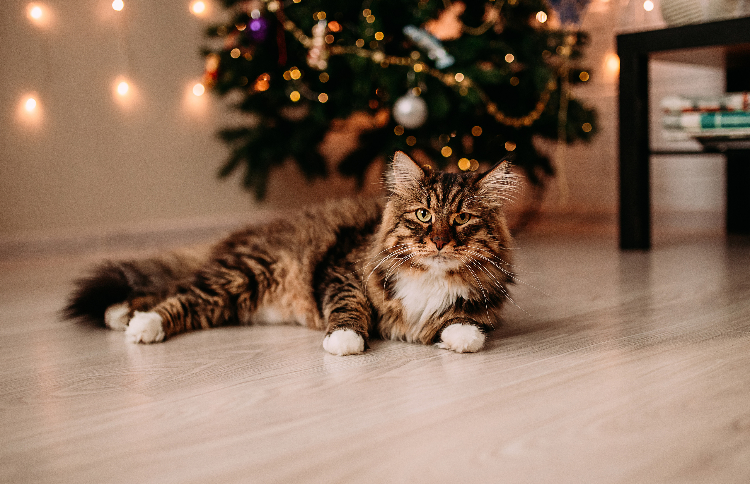 Алена, Саша, Саша и Кокос. Семейный и детский фотограф в Нижнем Новгороде Наумова Лидия