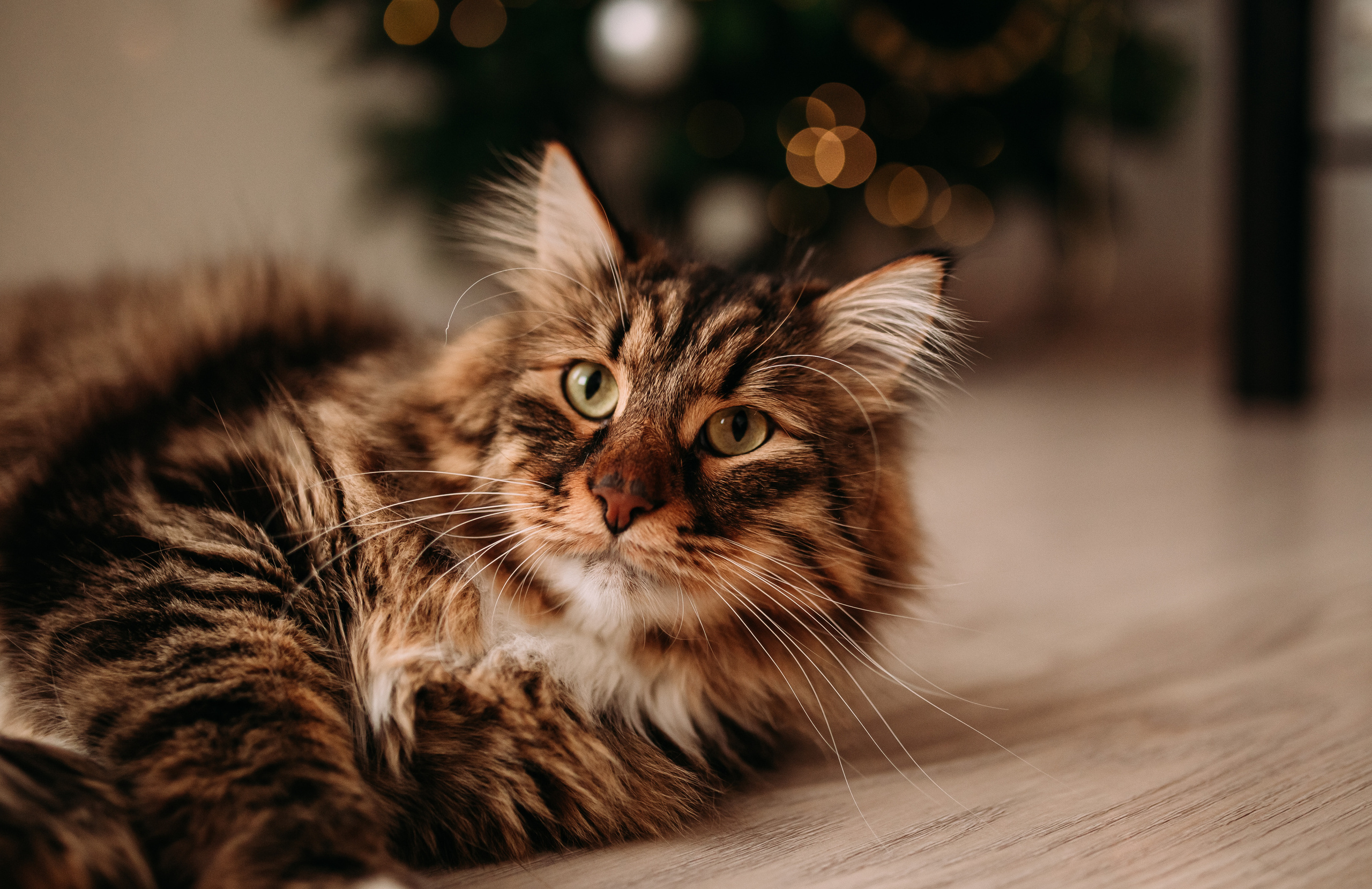 Алена, Саша, Саша и Кокос. Семейный и детский фотограф в Нижнем Новгороде Наумова Лидия