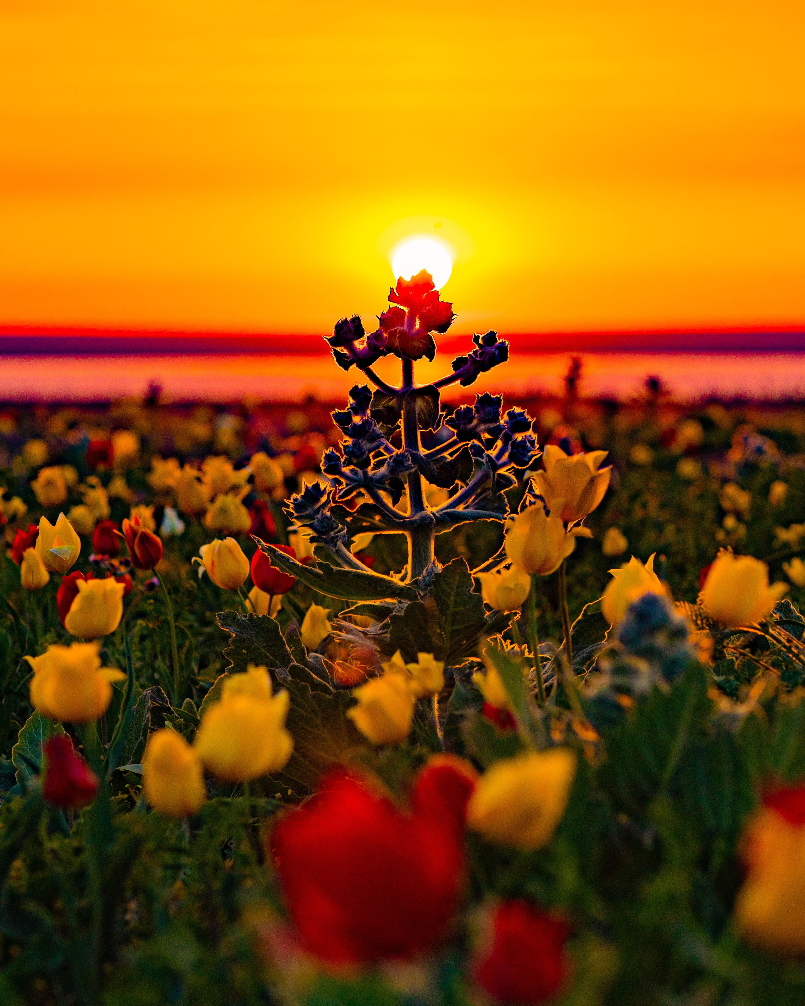 Портфолио. Фотограф Севастополь/Крым Светлана Евтушенко