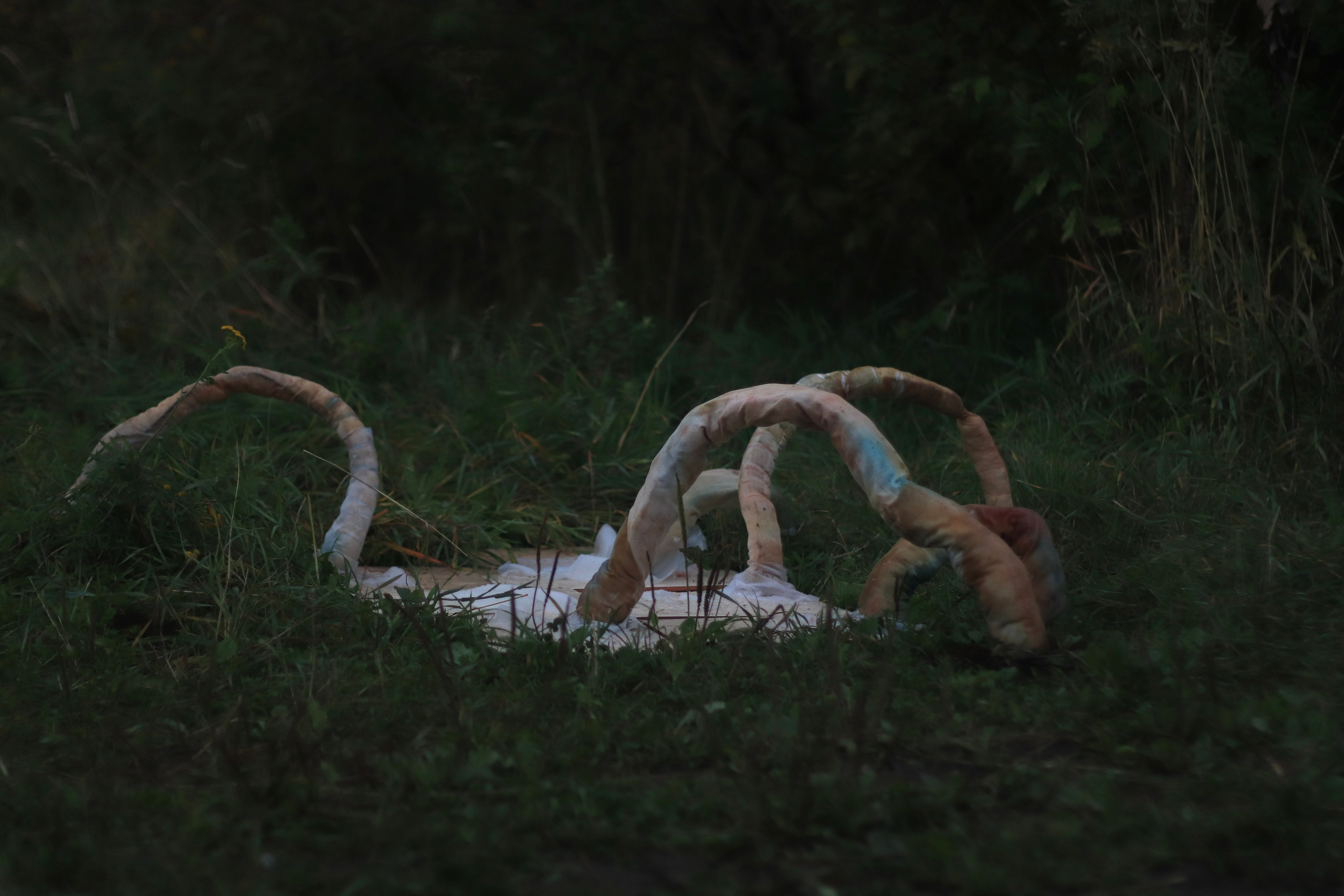 Эволюция непрерывно идет под знаком приспособления: инсталляция. Художница Софья Григорьева