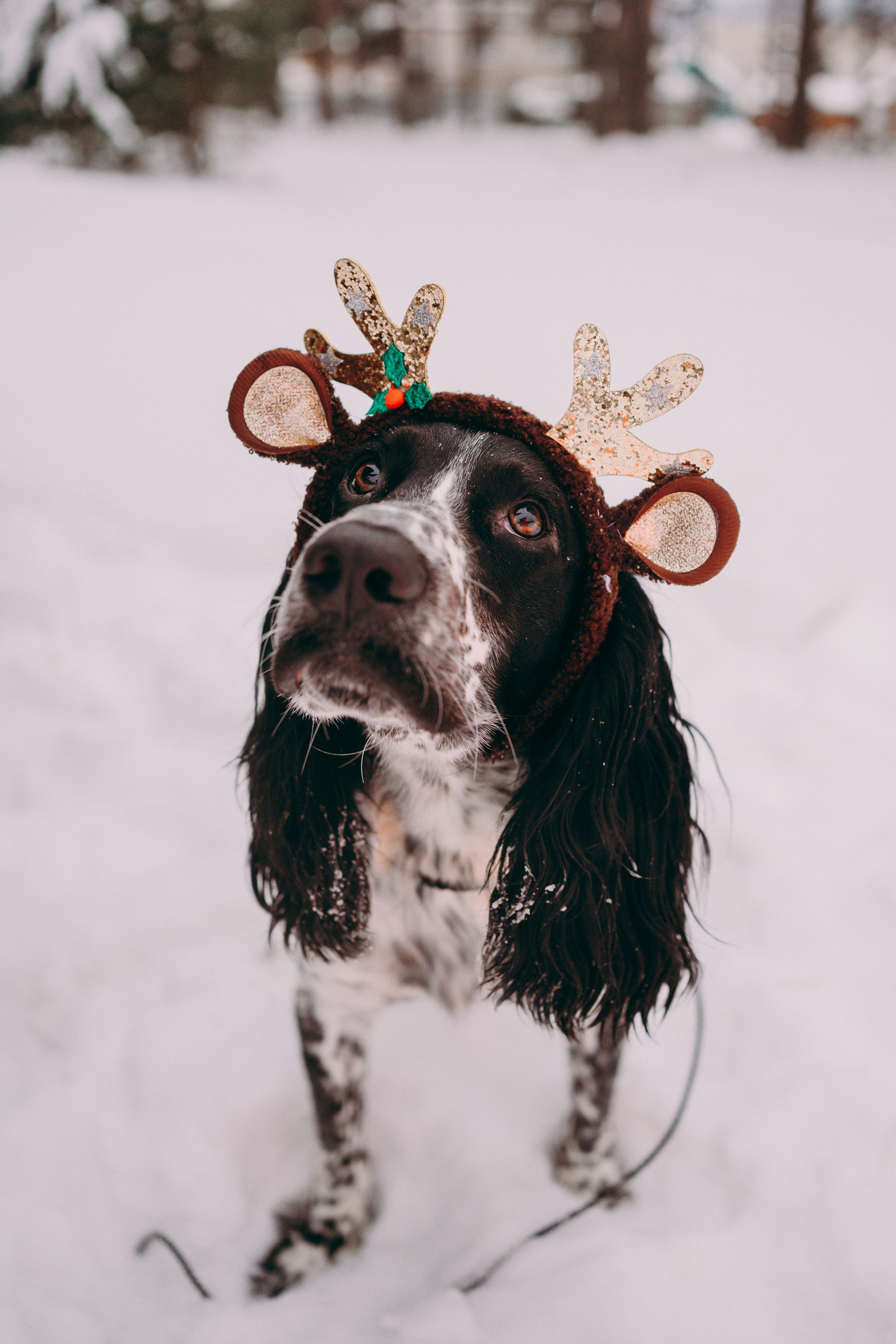 Г. Миасс 2023-2024. Фотограф-анималист Анастасия Большакова