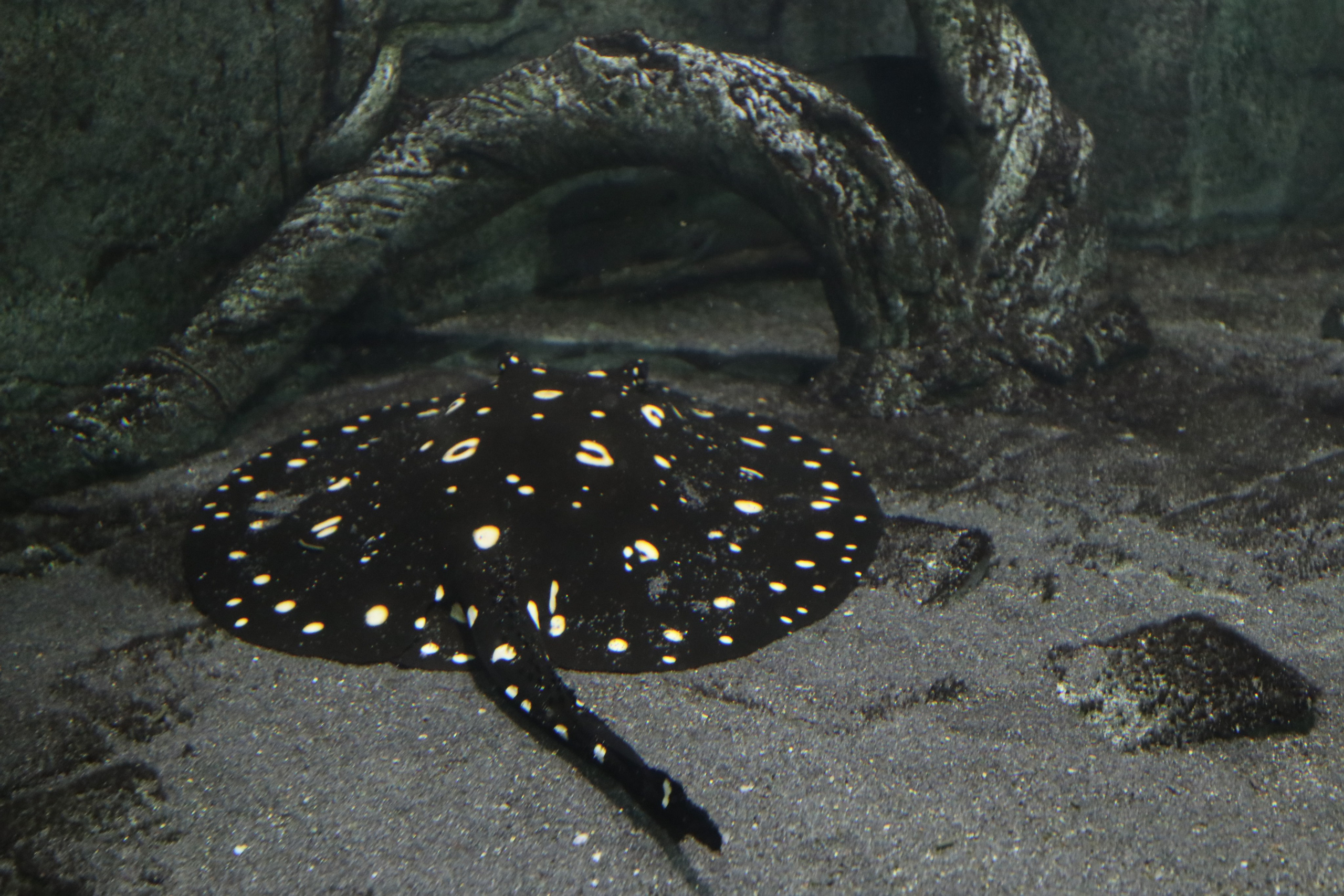 Крым. ЮБК (Севастополь, Кастрополь, Ялта). Май 2023. Путешественник-фотограф из Санкт-Петербурга Татьяна Свистулина