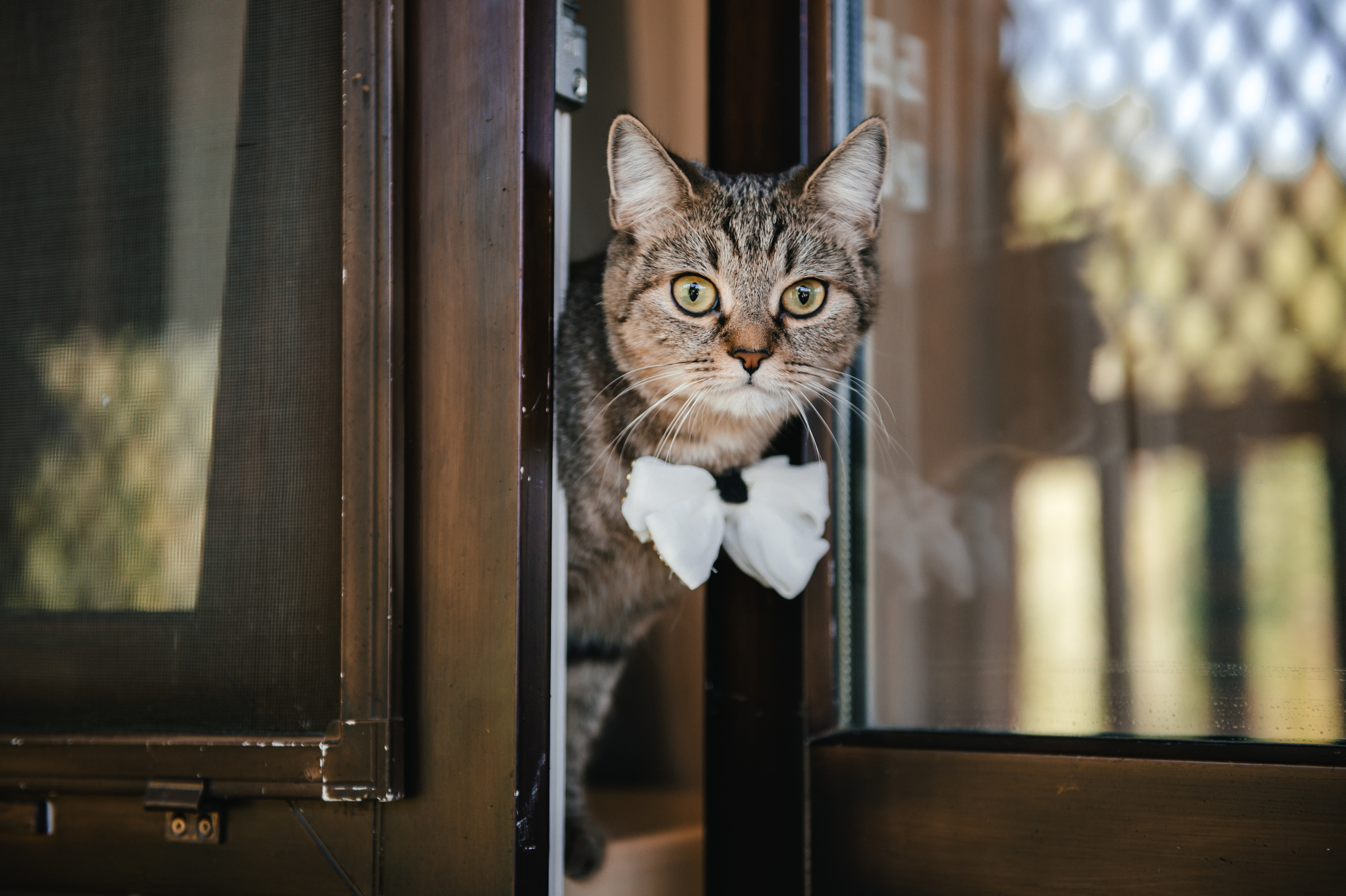 НИКИТА и ЕКАТЕРИНА. Свадебный организатор в Ростове-на-Дону Яснов Роман