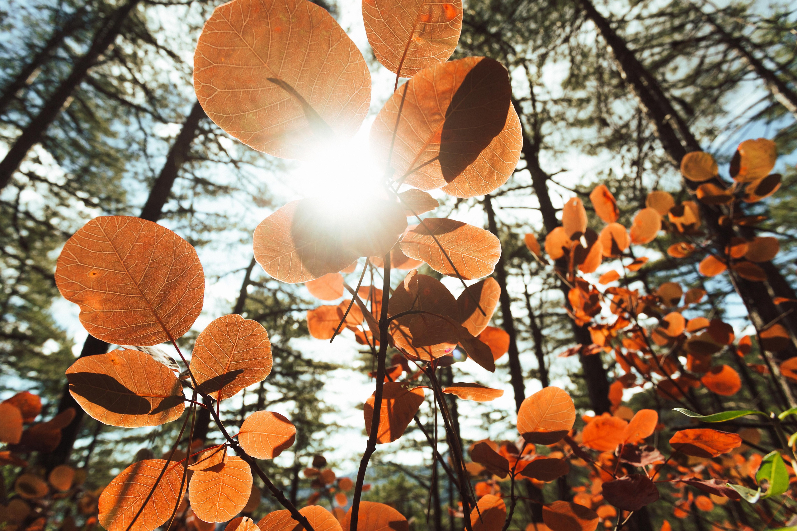 Много гуляли. Семен Соколов