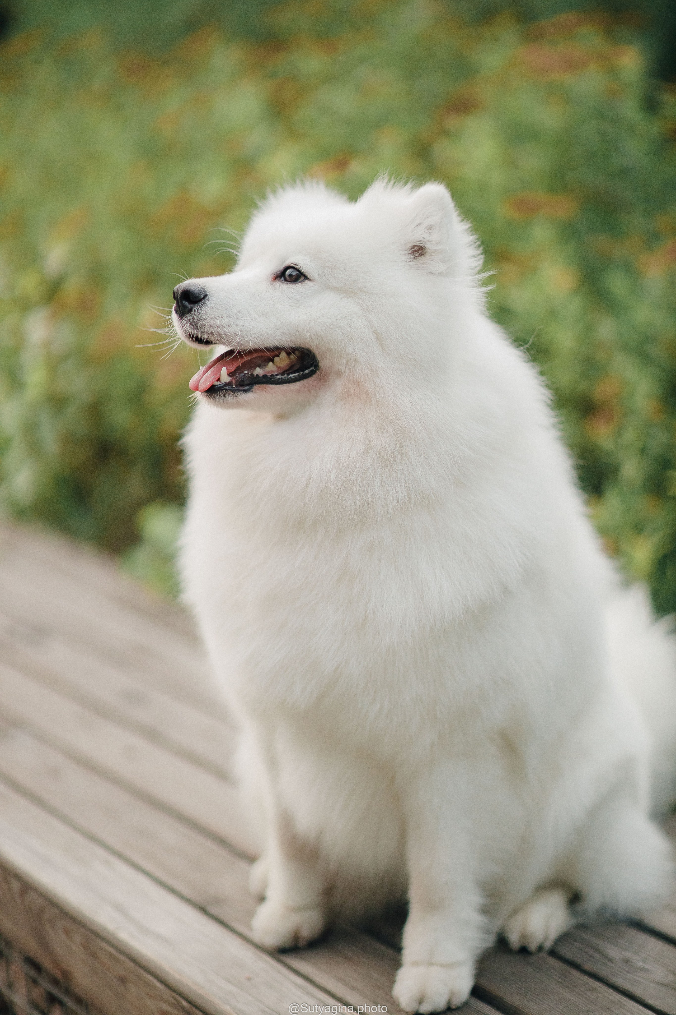 Самоед Рея. Свадебный и женский фотограф
