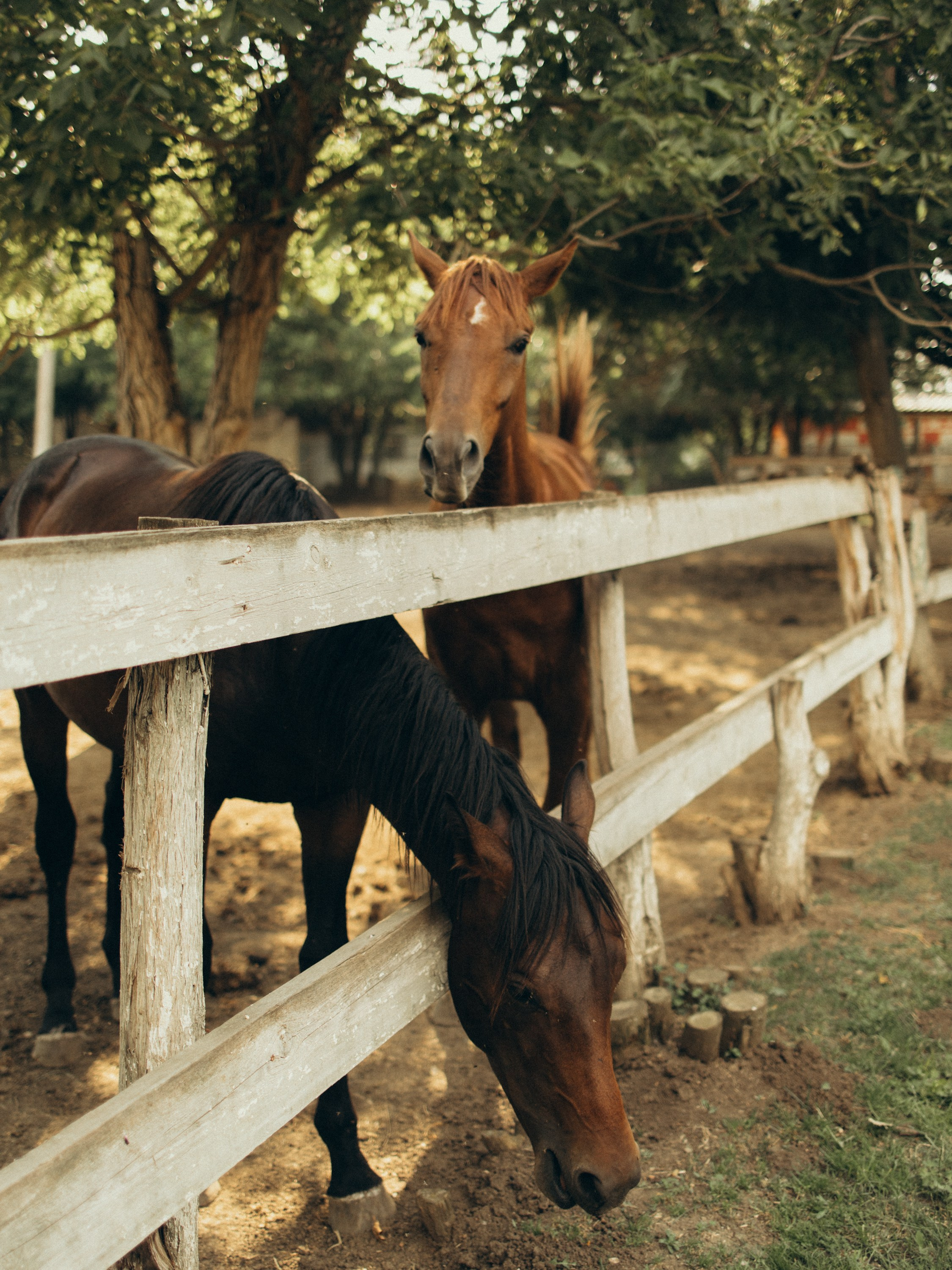 Игорь и Мария — конюшня. Семейный фотограф в Краснодаре Храмова Анна