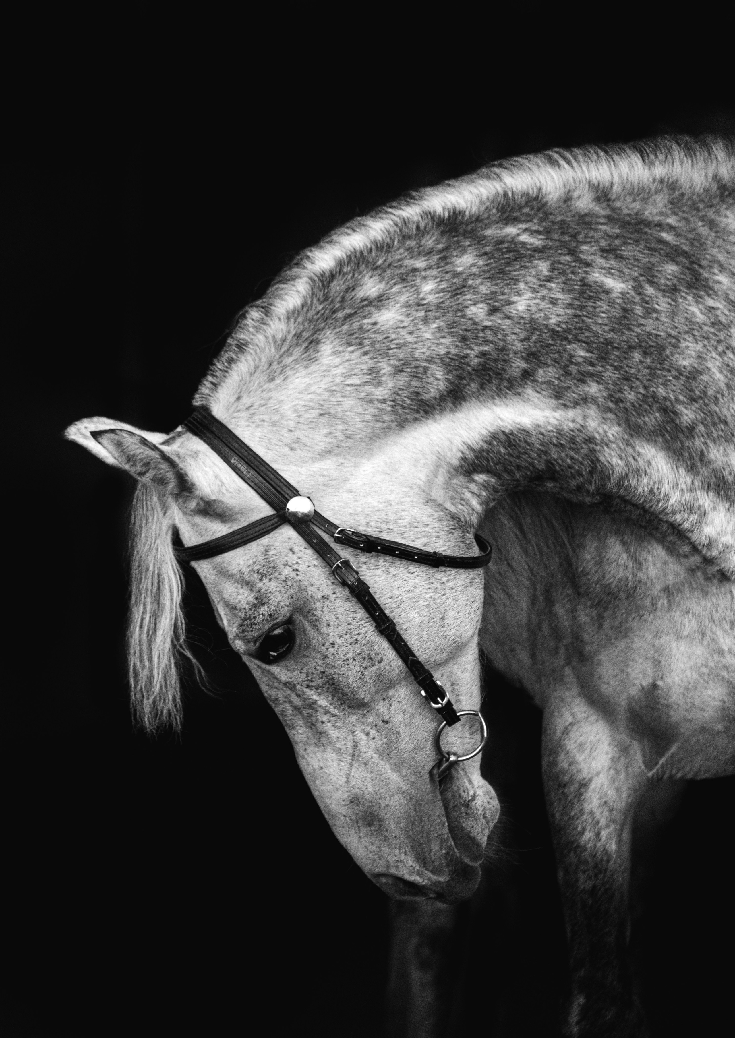 Портреты лошадей. Главная