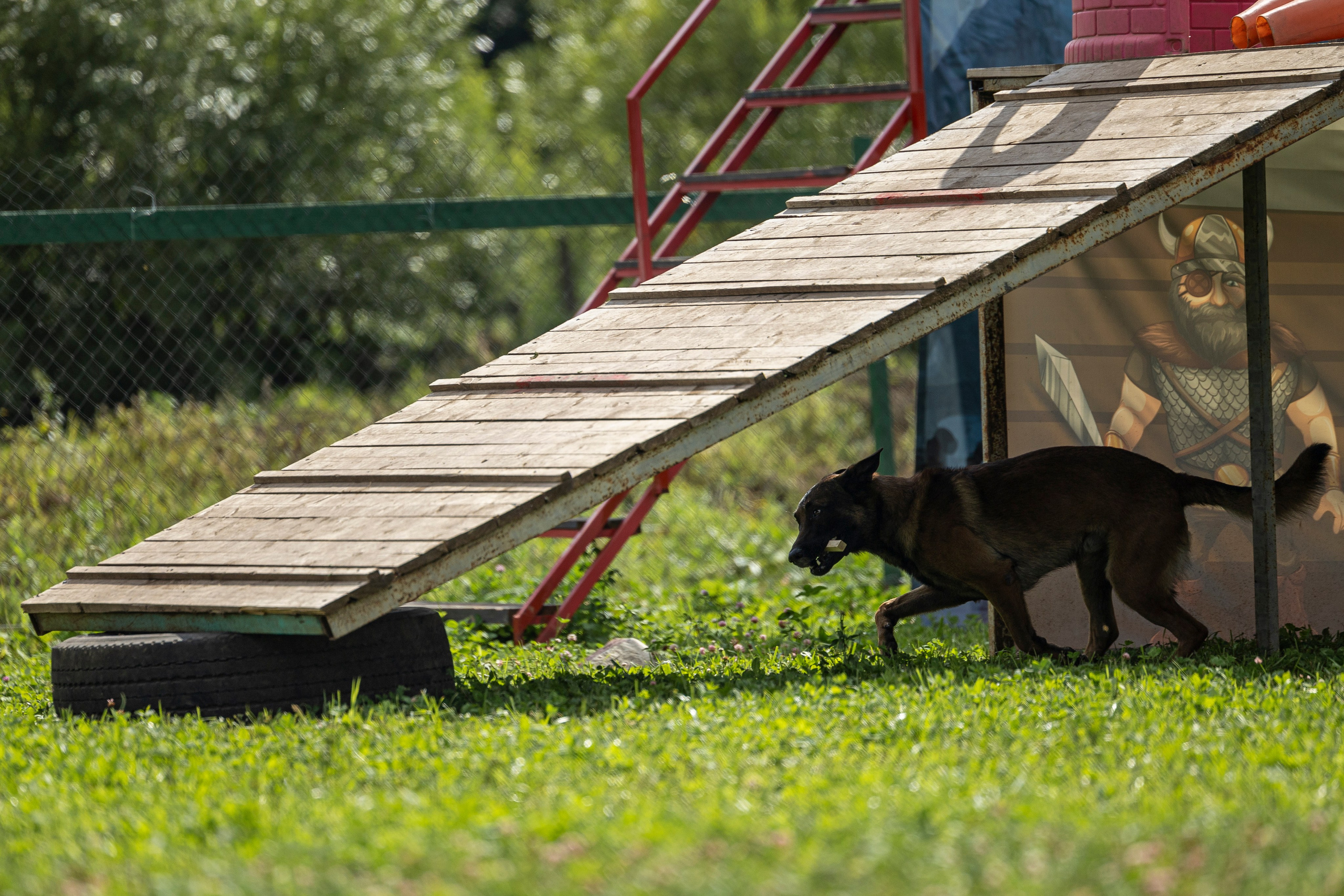 Соревнования по Мондьорингу г. Вологда 10-11.08.2024. Фотограф-анималист Анна Маринич