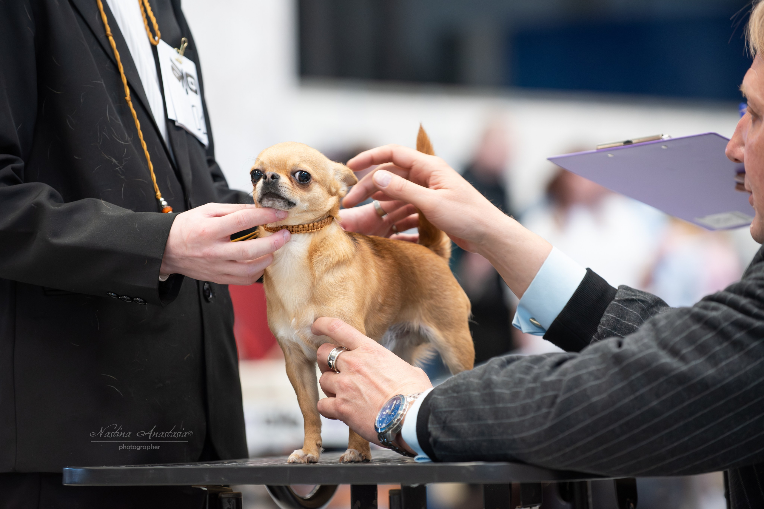 Выставки. Фотограф — Анималист