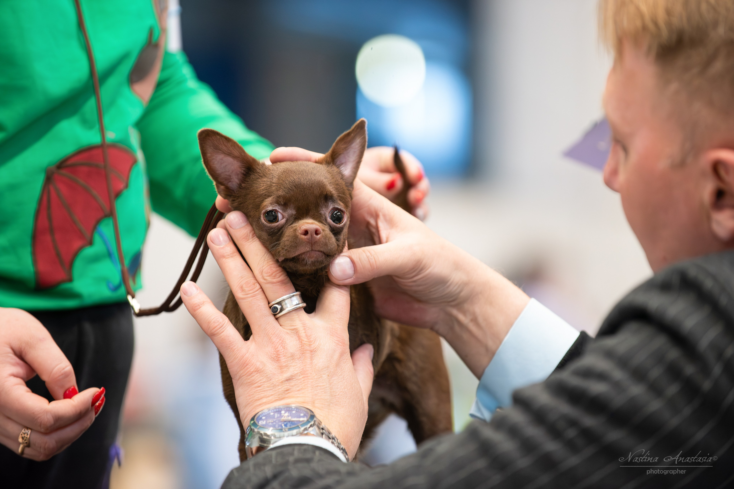 Выставки. Фотограф — Анималист