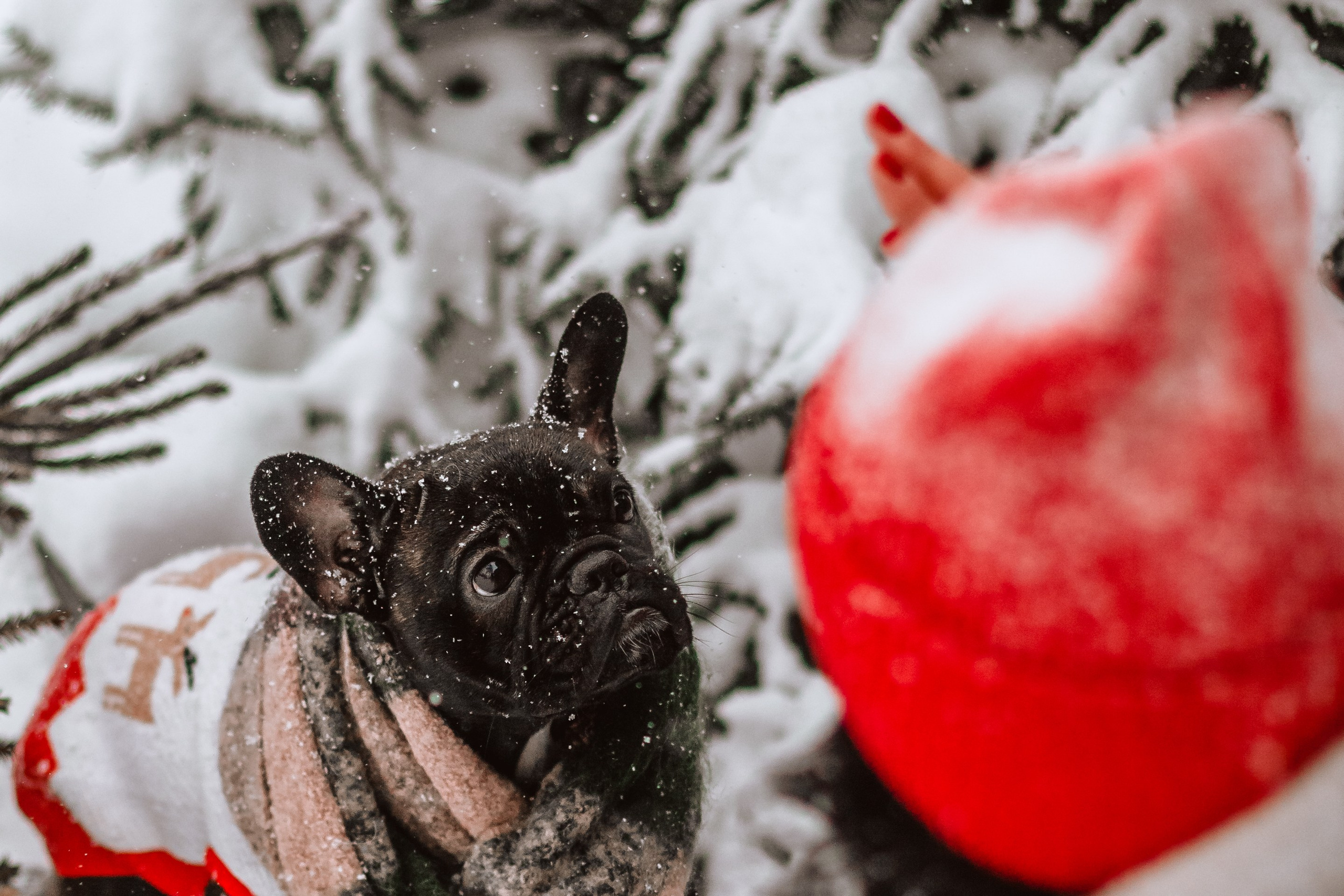 Кантри Хаус. Фотограф-анималист Татьяна Степанова