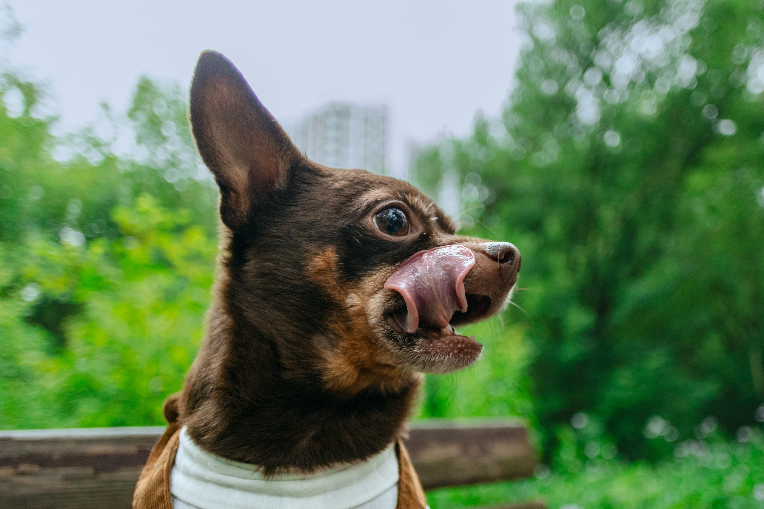 Юля и Леонид. Фотограф-анималист Татьяна Степанова