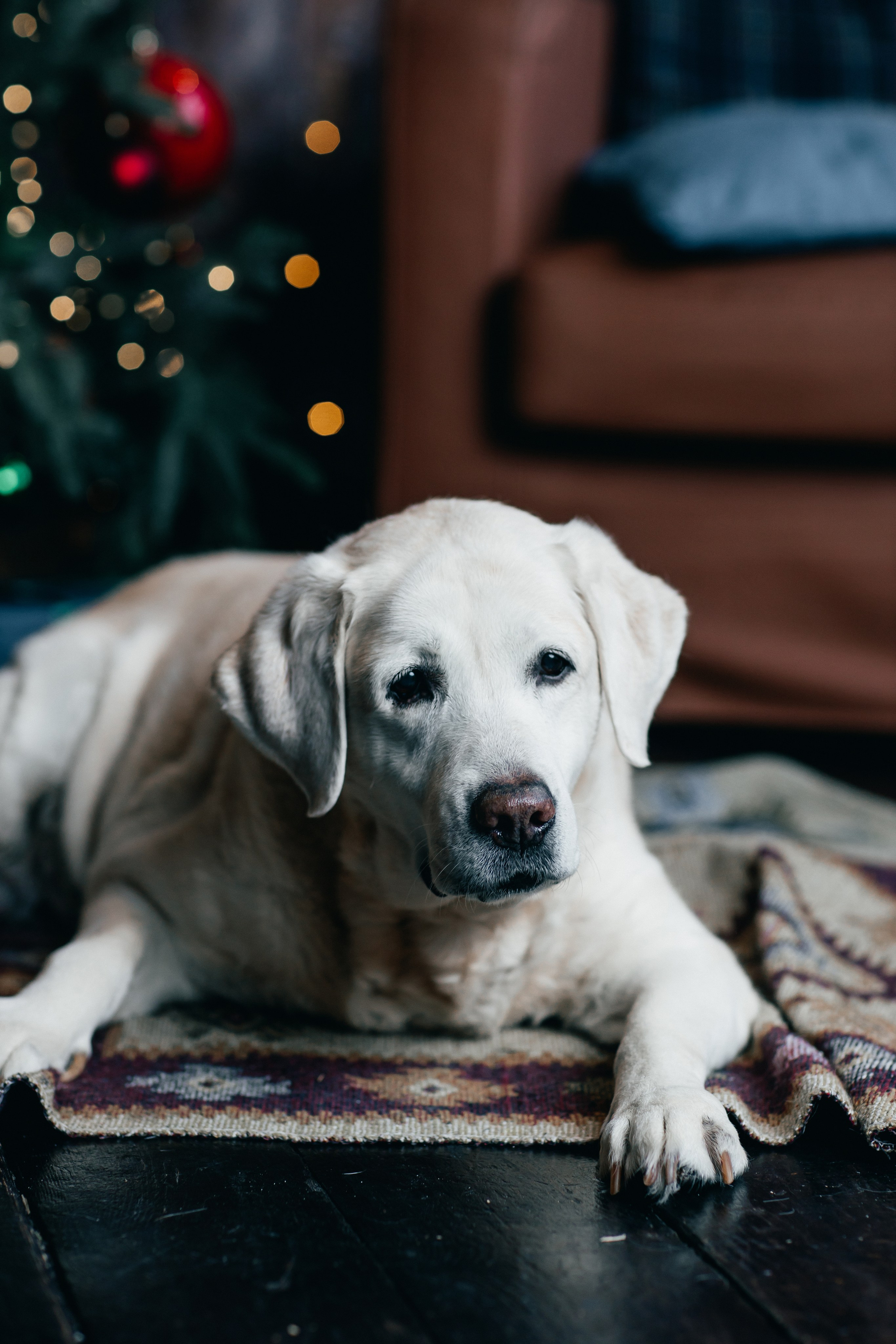 Новогодние фотопроекты. Свадебный и семейный фотограф в Нижнем Новгороде и Москве Сергей Полян