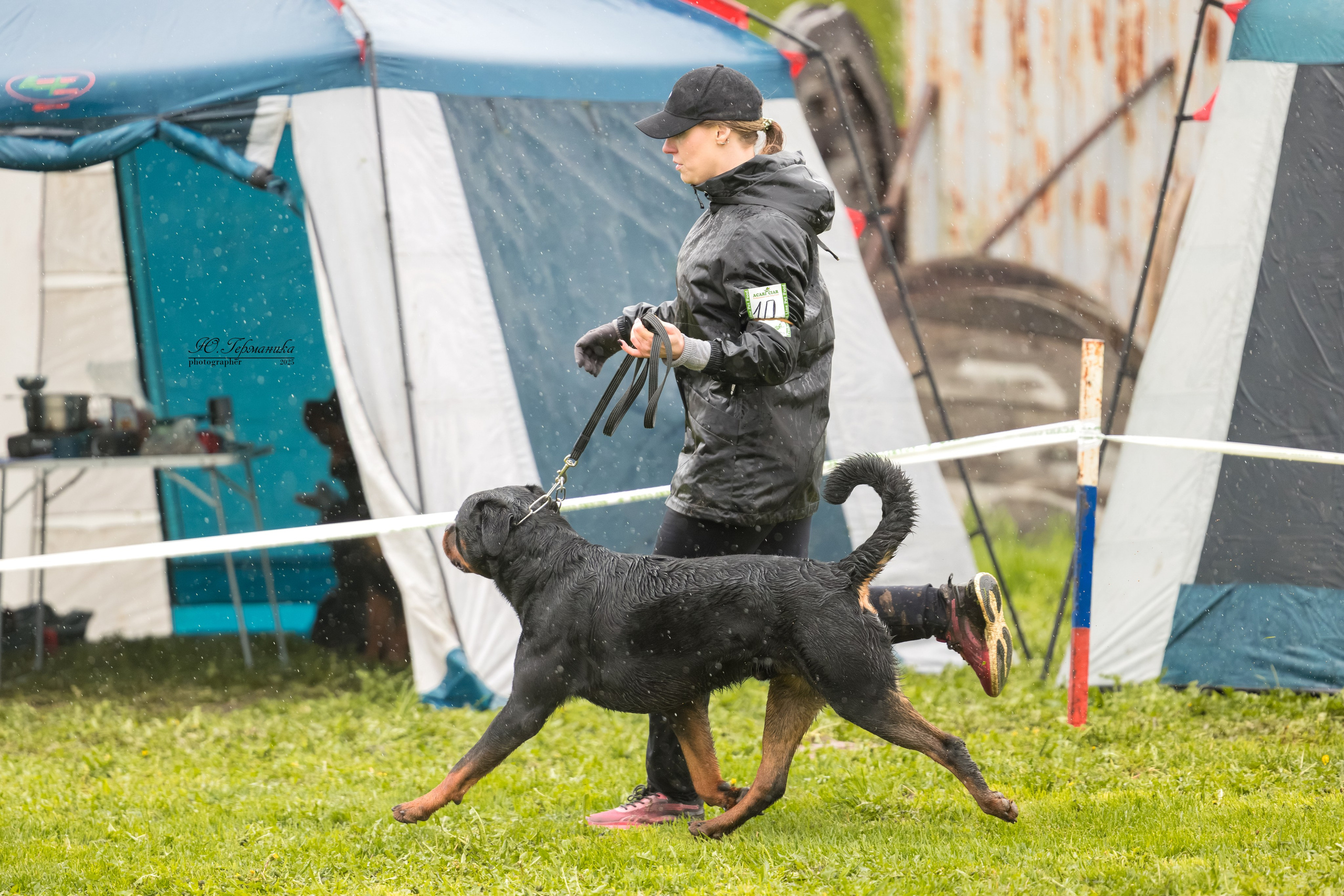 Нижний Новгород 2хмоно ротвейлеров 10-11.05.2025. Фотограф-анималист Юлия Германика