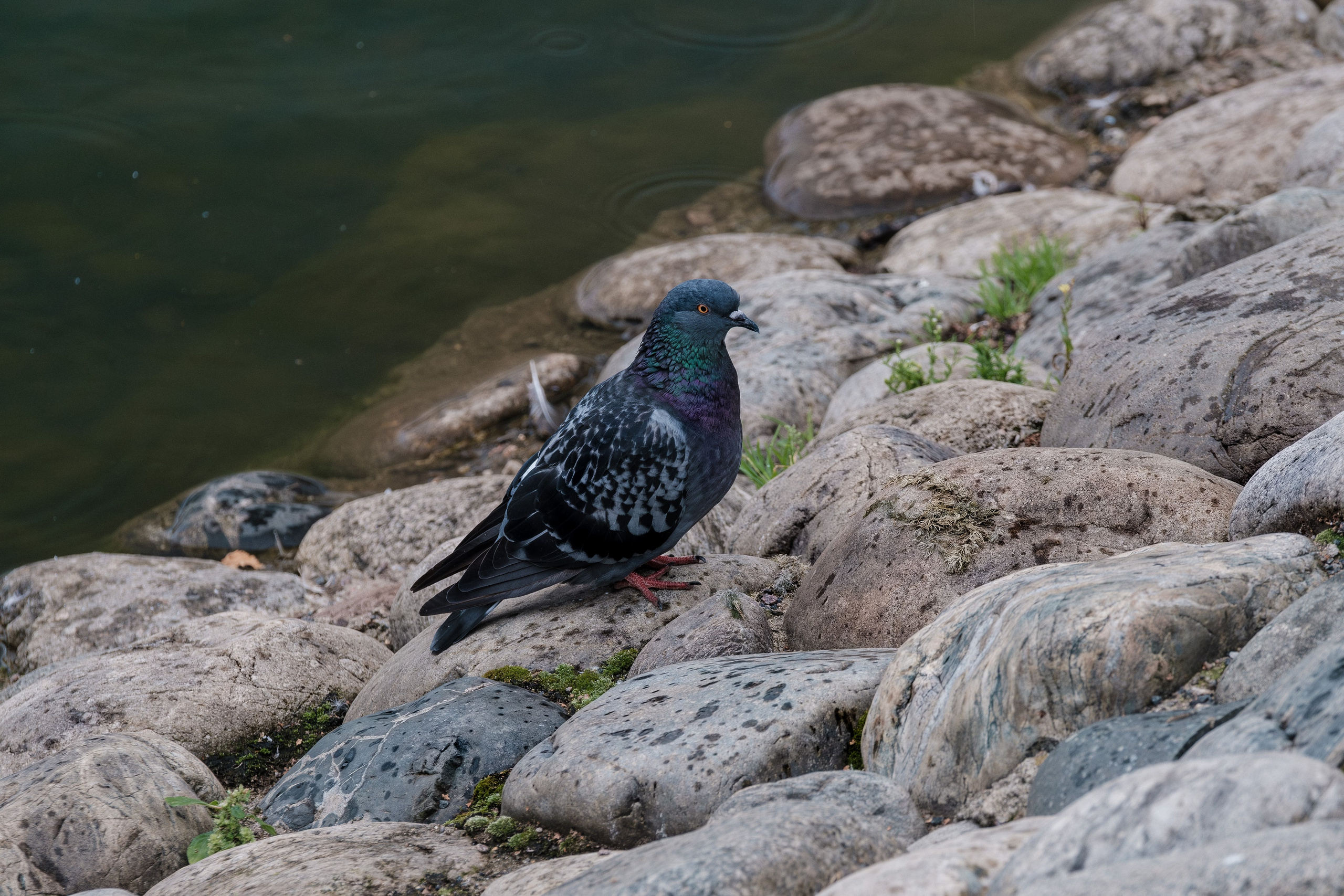 Фотограф в Москве