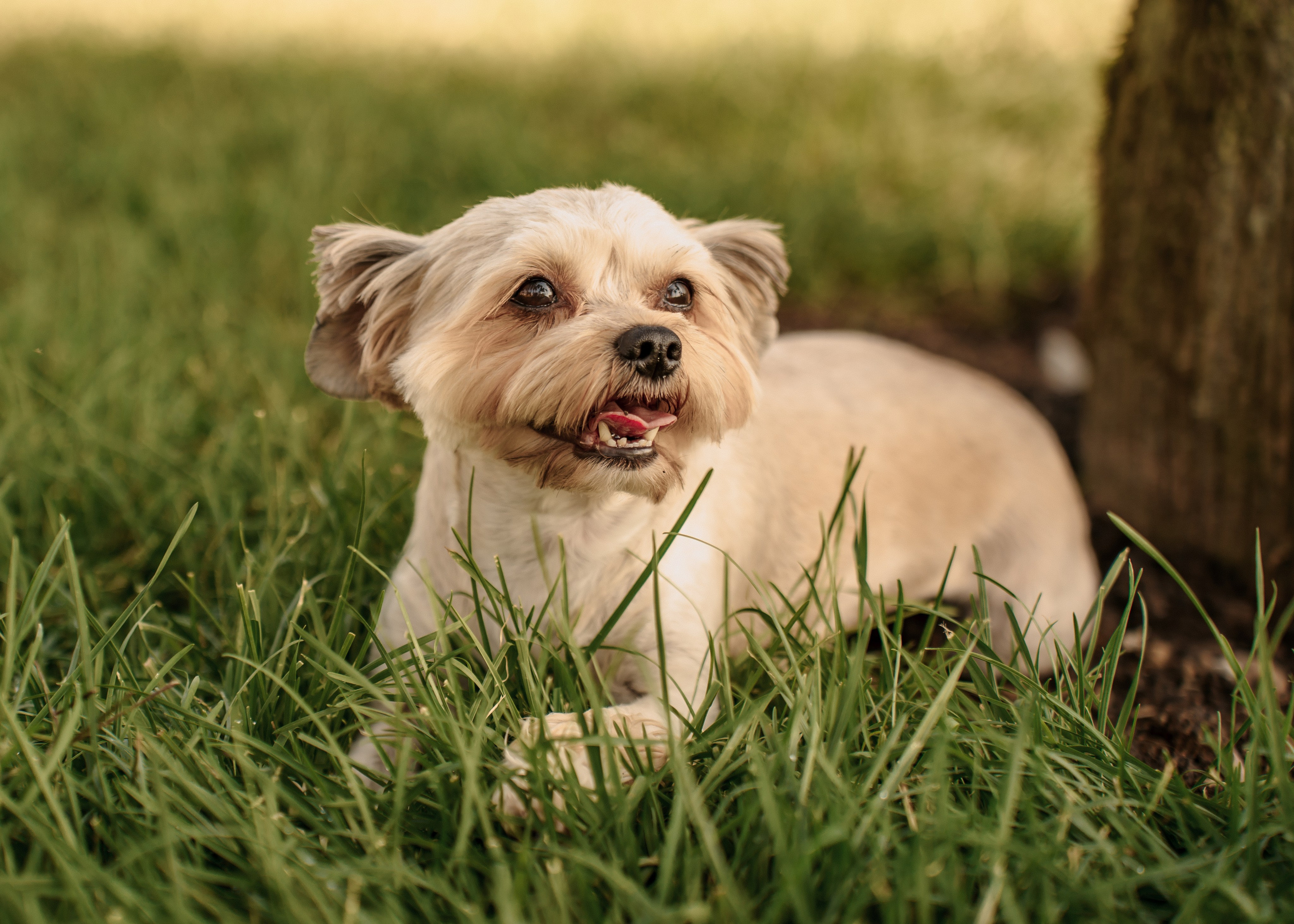 Фотосессия беременных, семейная с детьми и животными в Сочи, Адлере. Алина Бернд — свадебный и индивидуальный фотограф в Сочи и Адлере