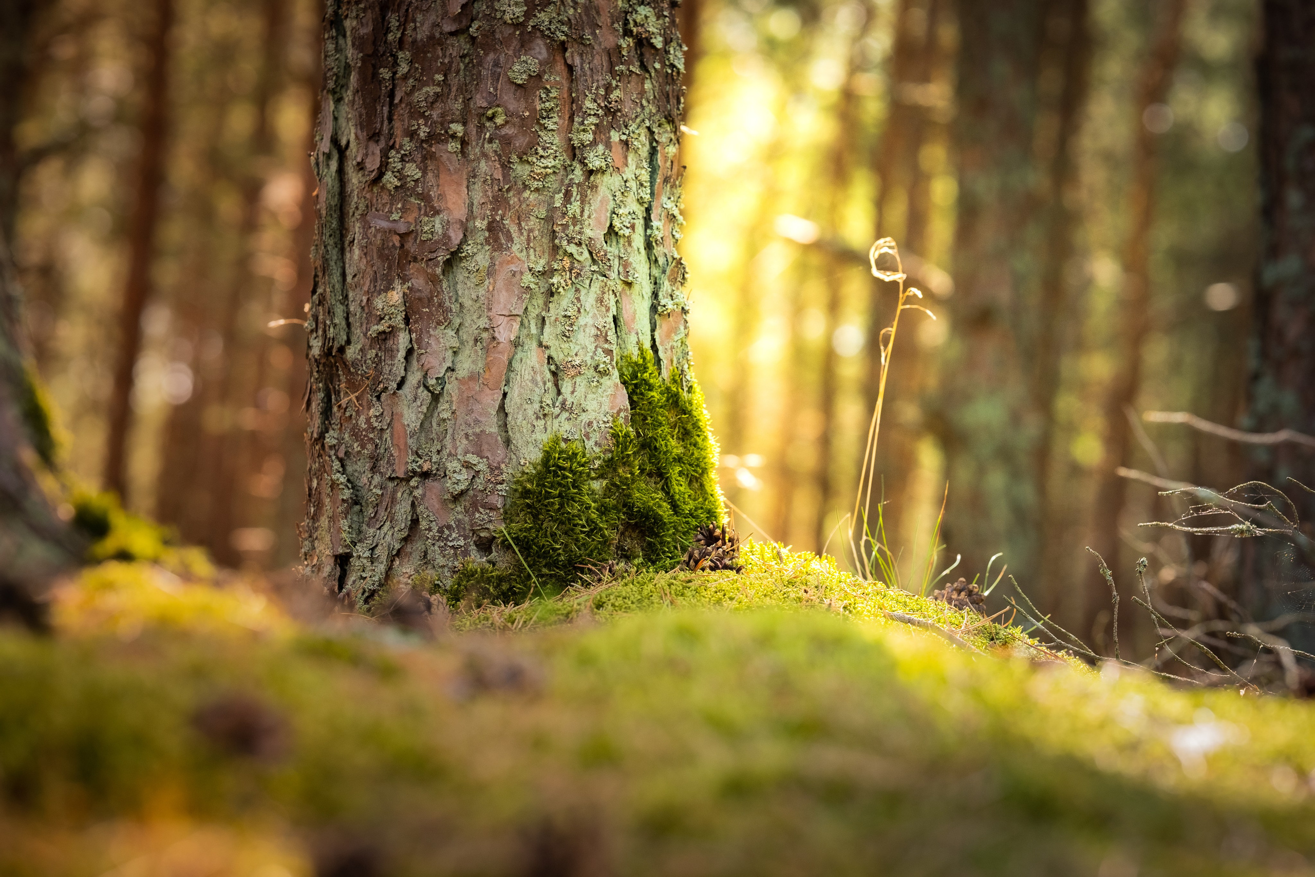 Чем дальше в лес. KRUTOVA_фотографирую жизнь