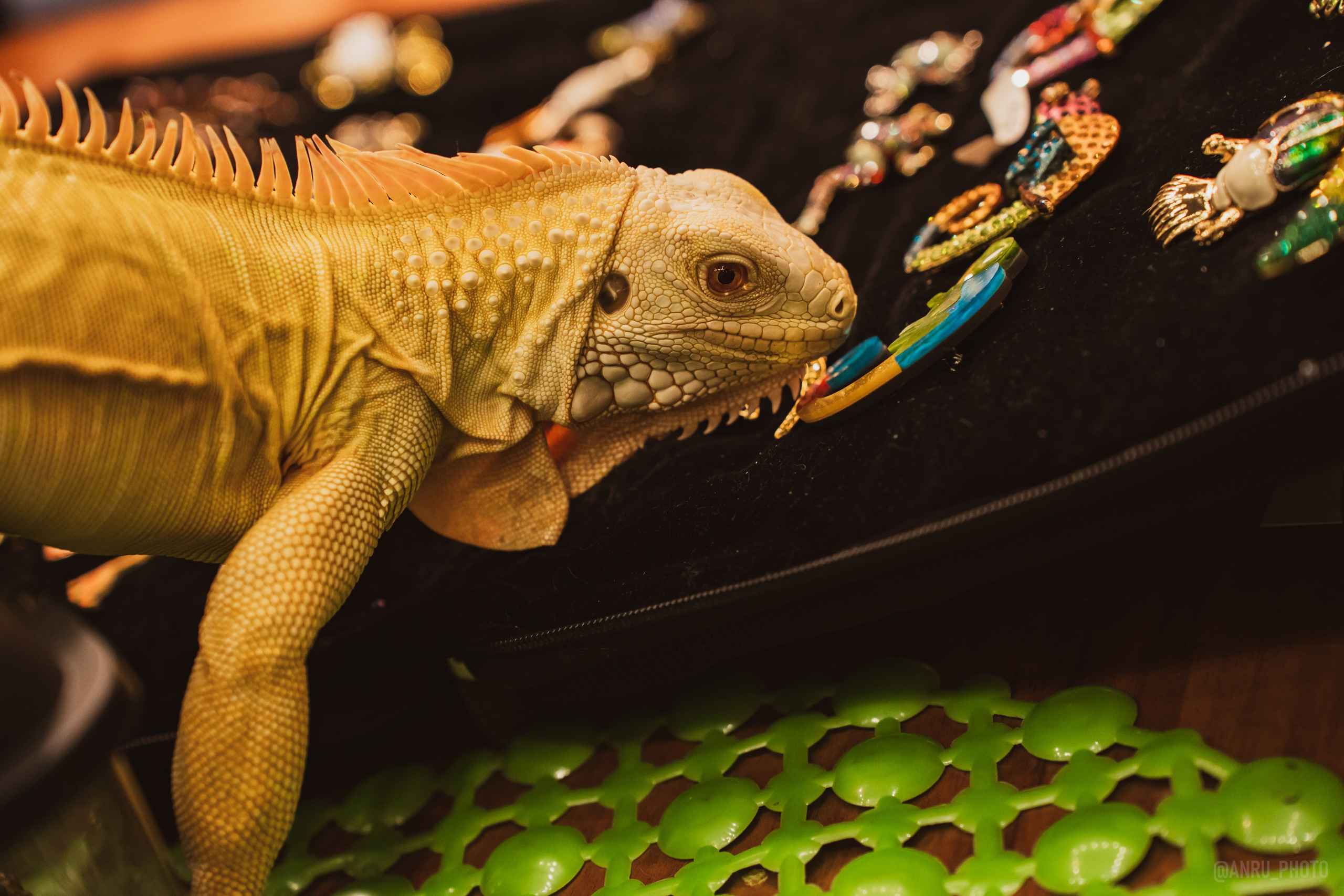 Fox Family fest. Репортажный фотограф Анастасия Рубцова