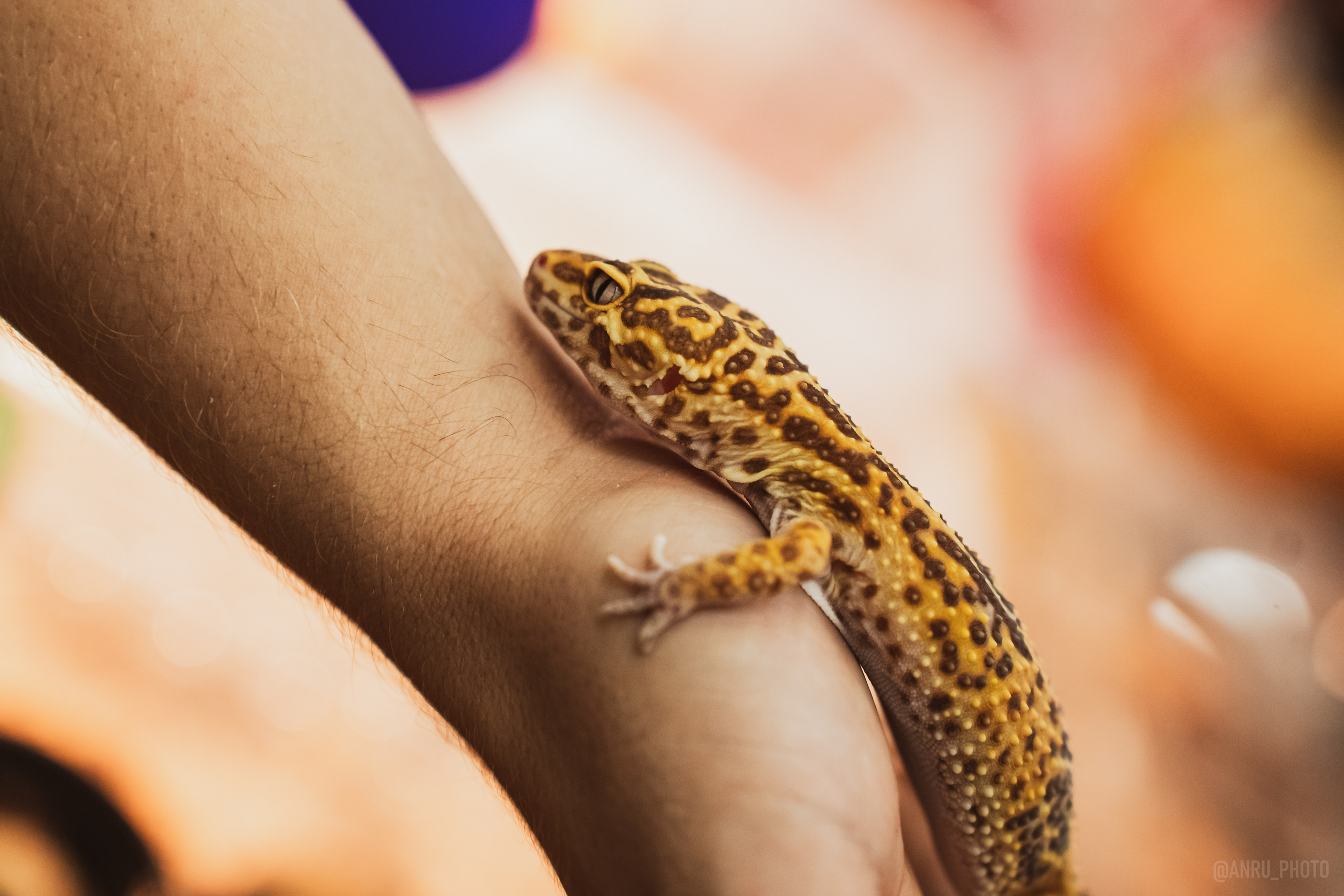 Fox Family fest. Репортажный фотограф Анастасия Рубцова