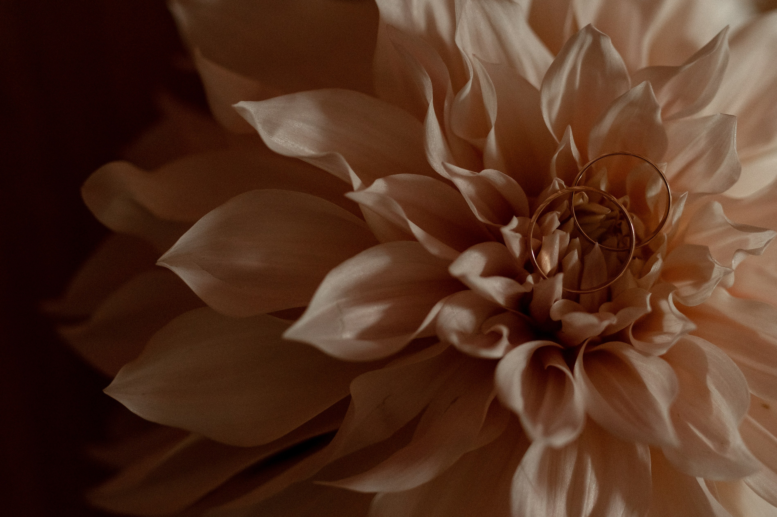 Георгины. Свадебный фотограф Ярославль, Рыбинск