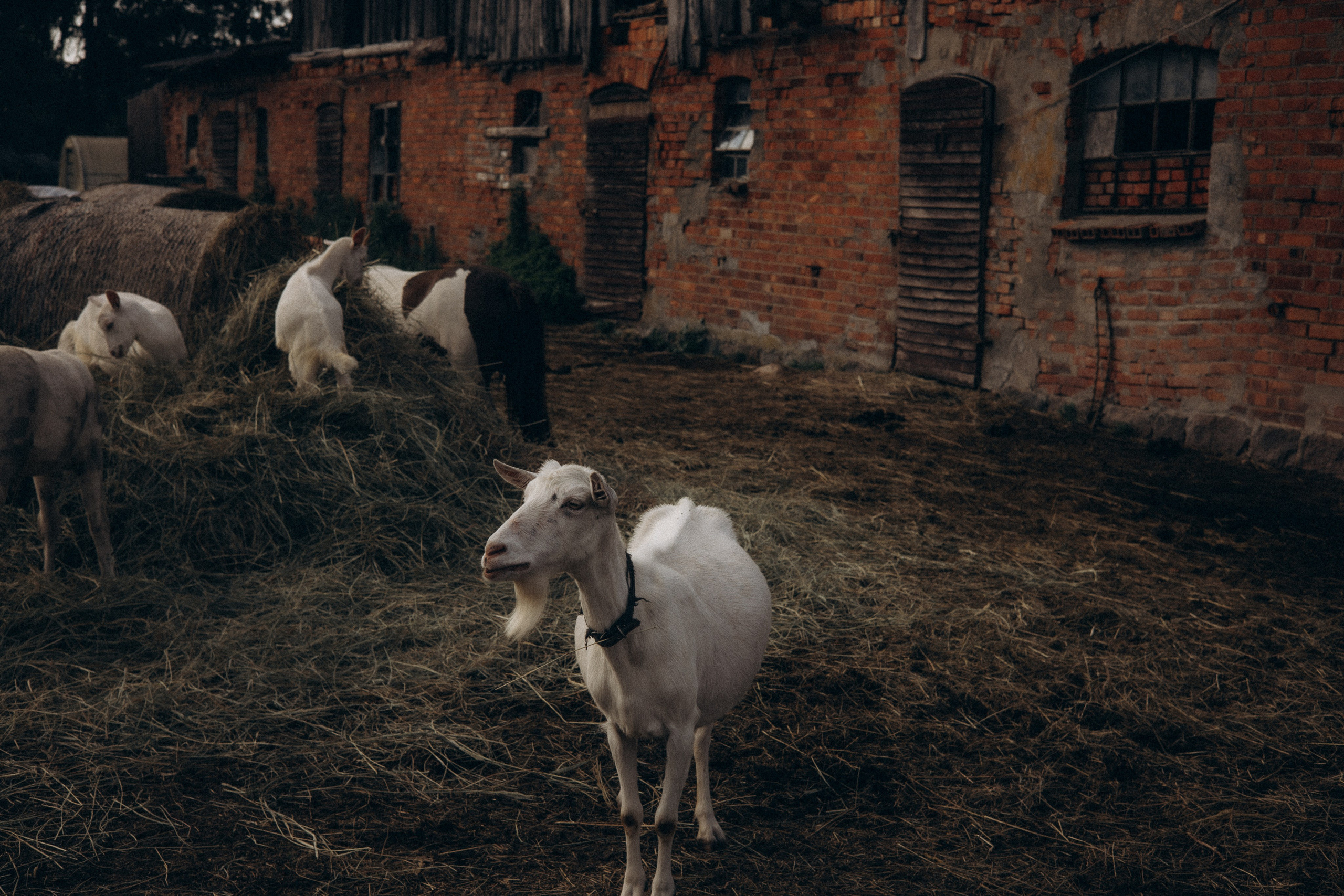 Тёплое лето. Семейный фотограф в Калининграде Елена Глазунова