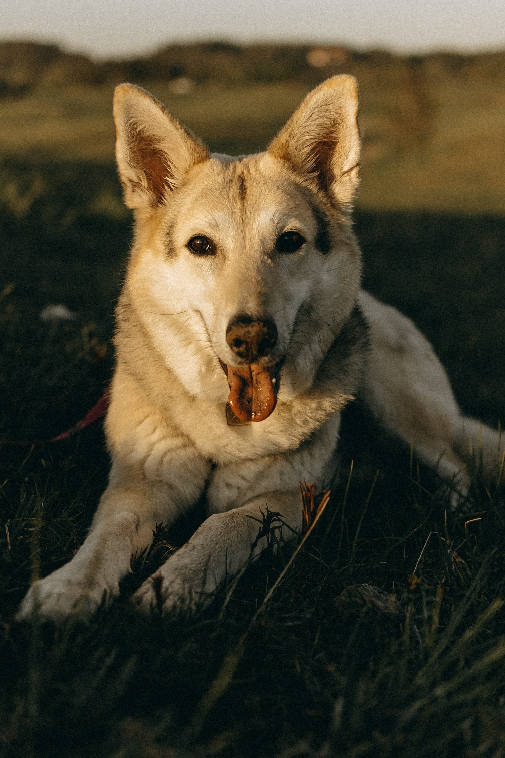 Саша и Зельда. Фотограф — Анималист | Санкт-Петербург