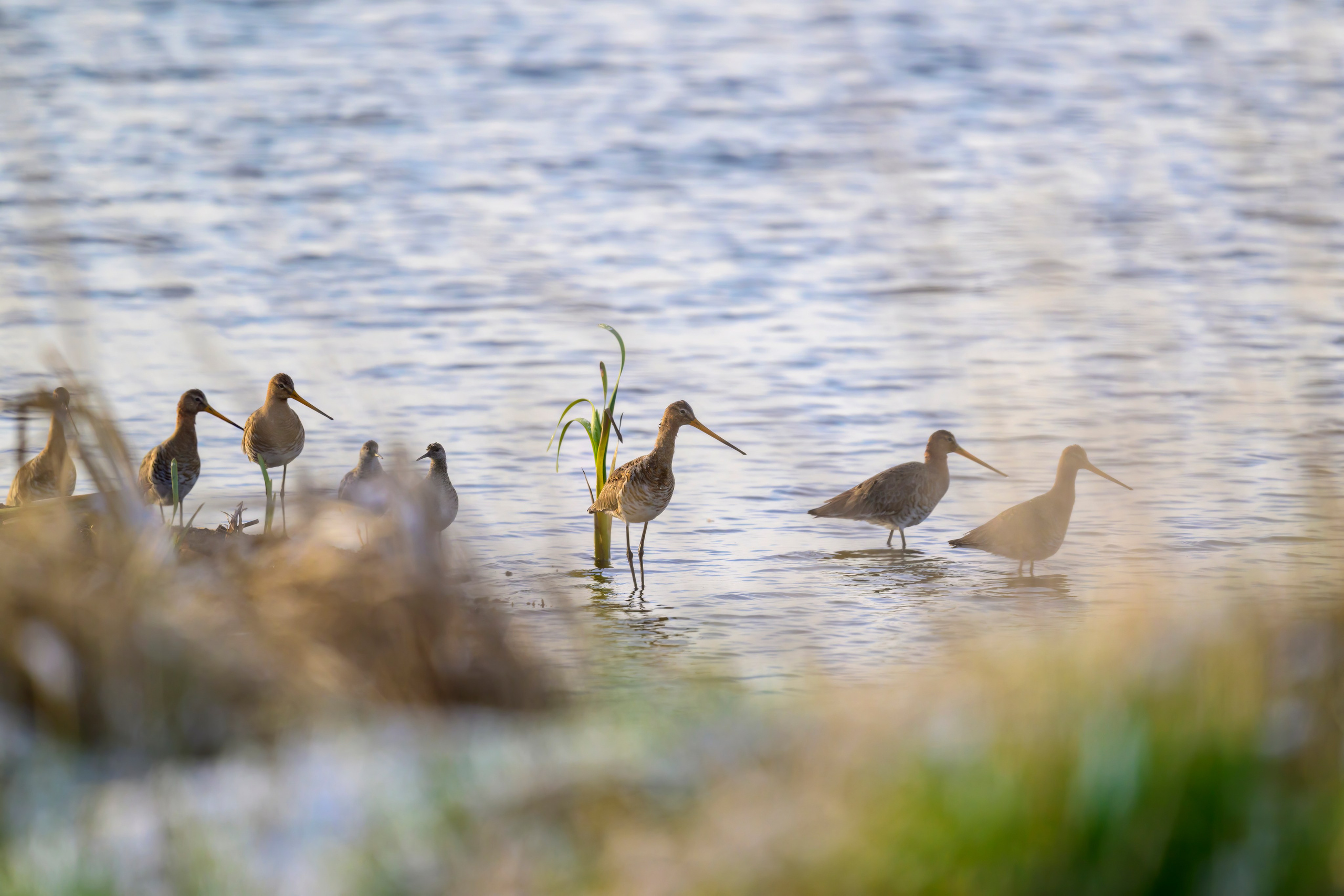 Веретенник. Фотограф Сергей Пупонин