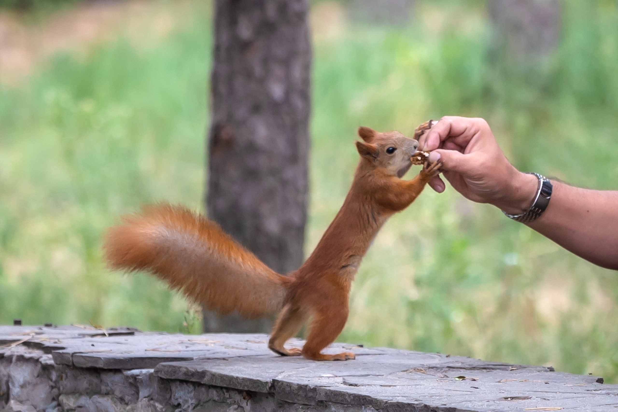 Животные. Фотограф Владимир Охрименко
