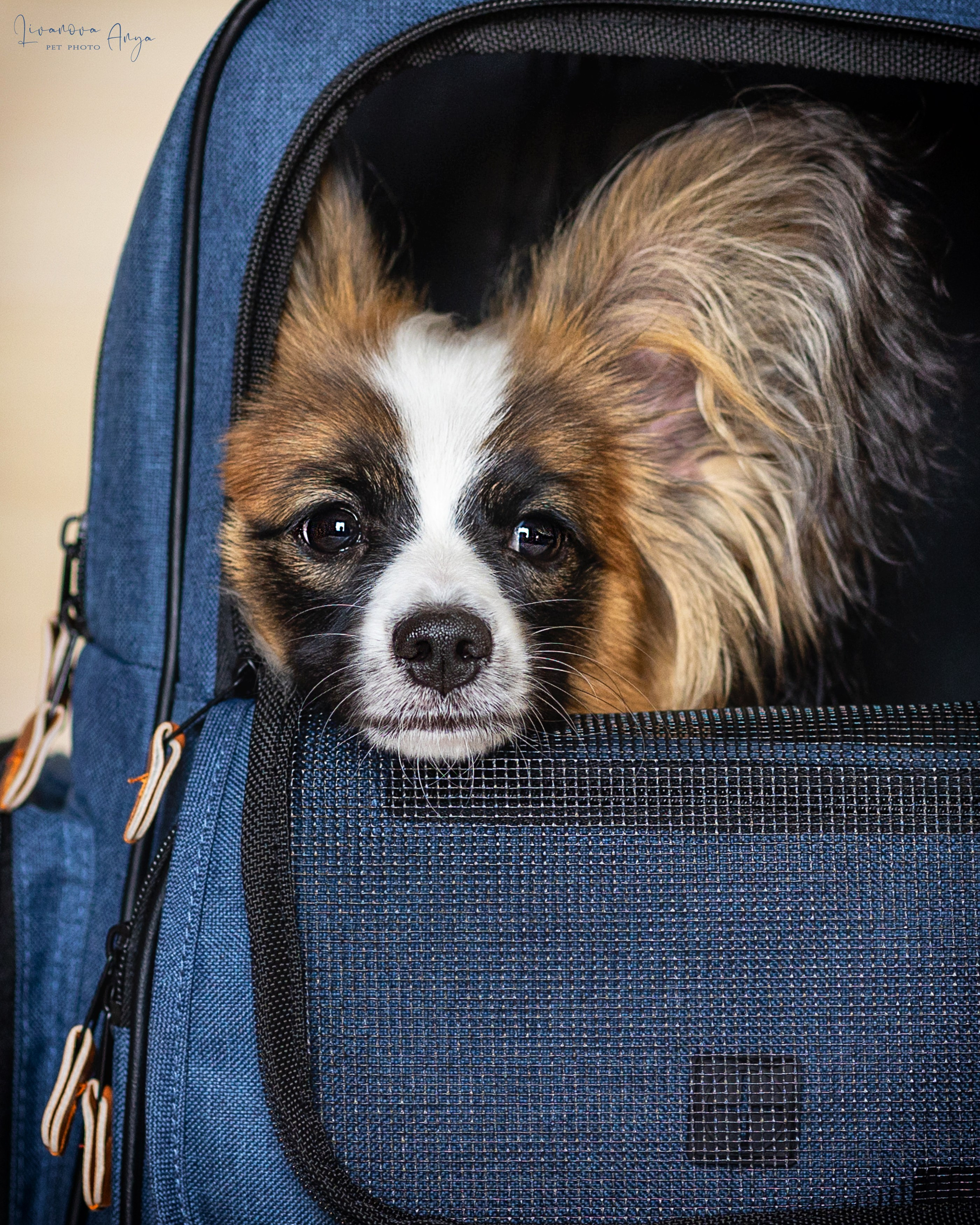 Хьюстон. Фотограф анималист Аня Ливанова | Рыбинск