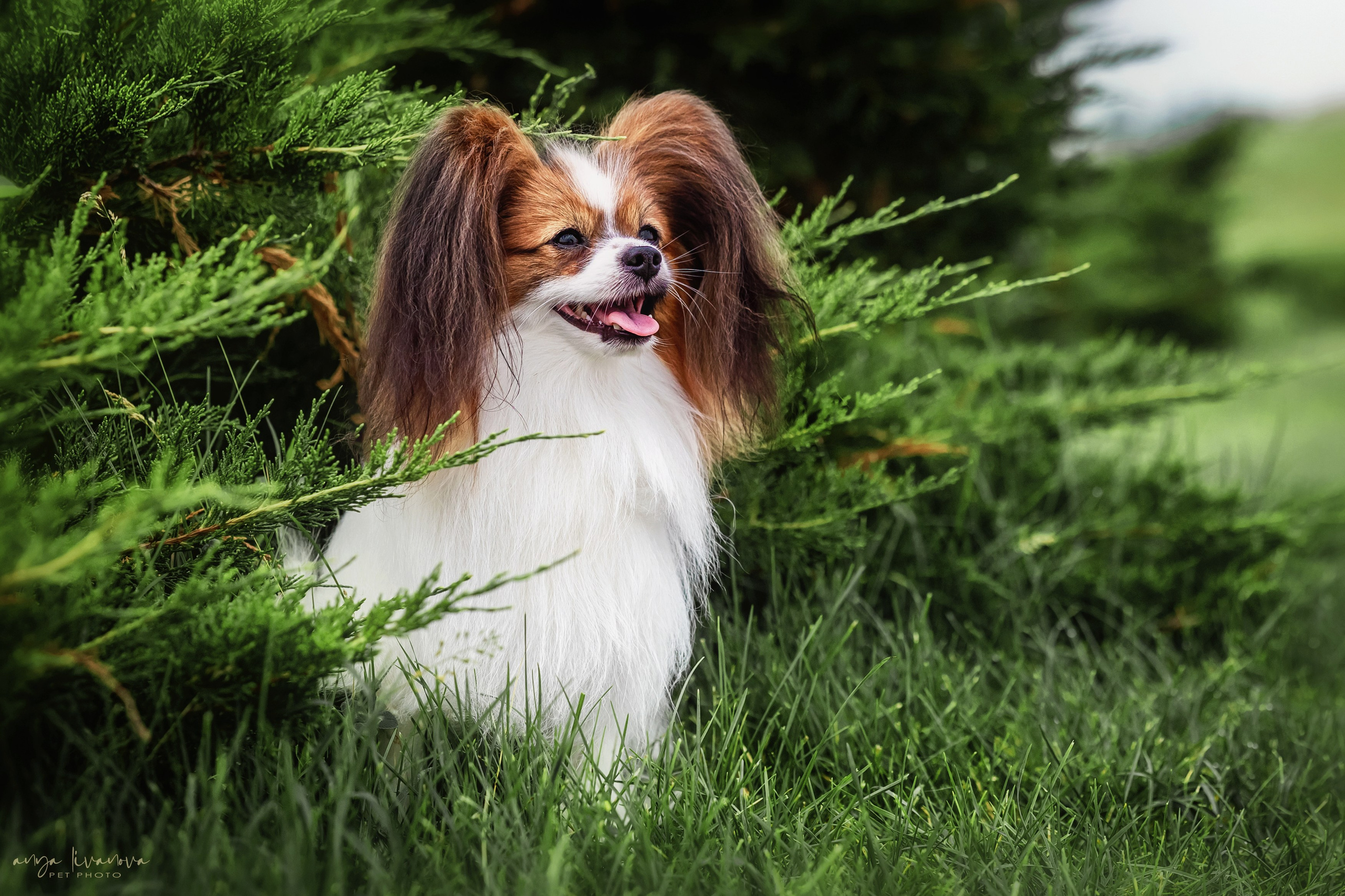 Елена и папийоны. Фотограф анималист Аня Ливанова | Рыбинск