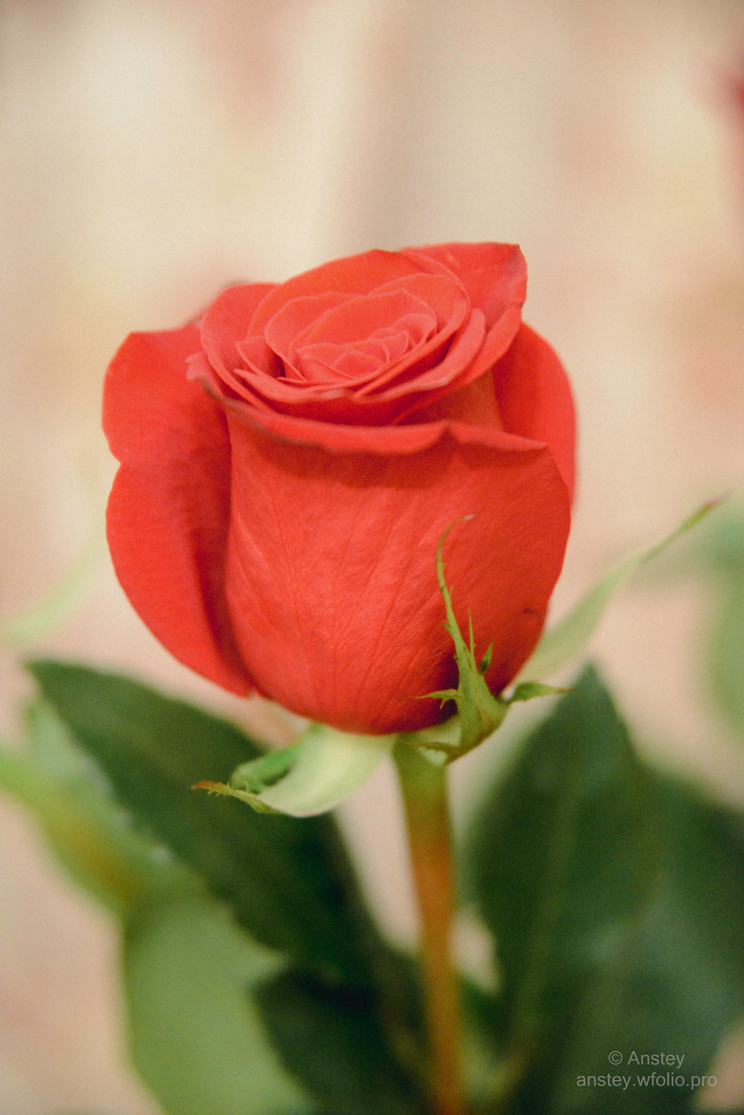 a single red rose, a macro photograph photo, shallow depth of field